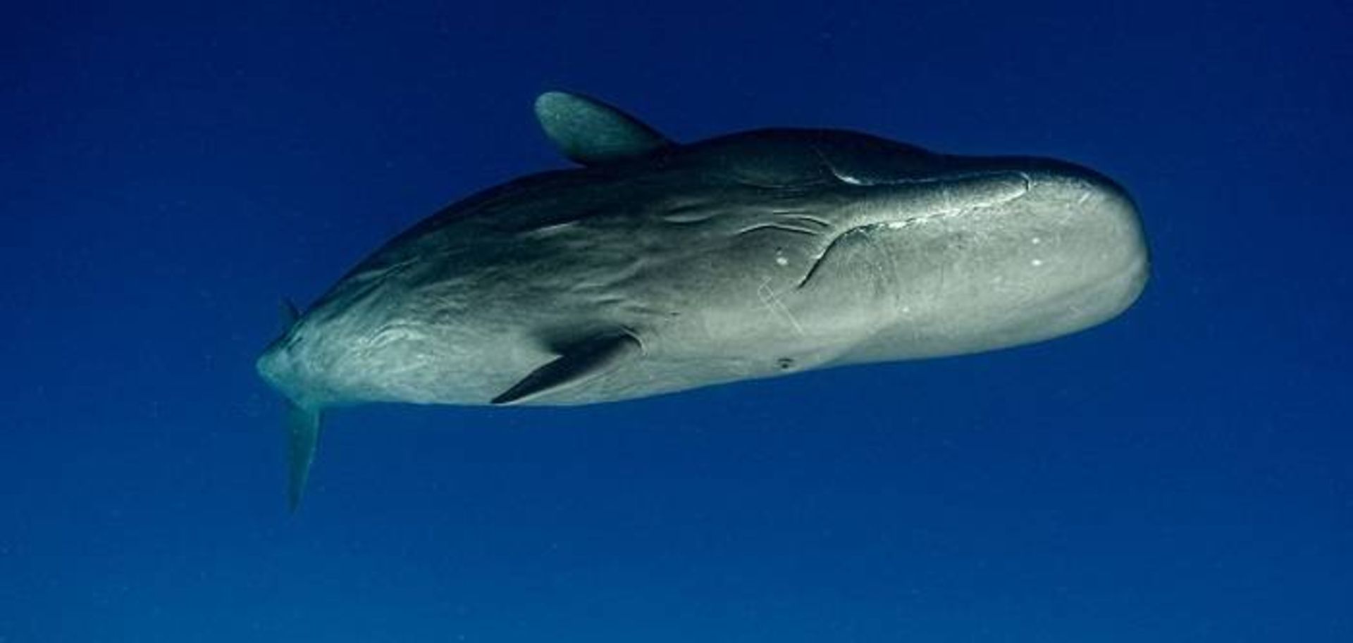 نهنگ عنبر / sperm whale