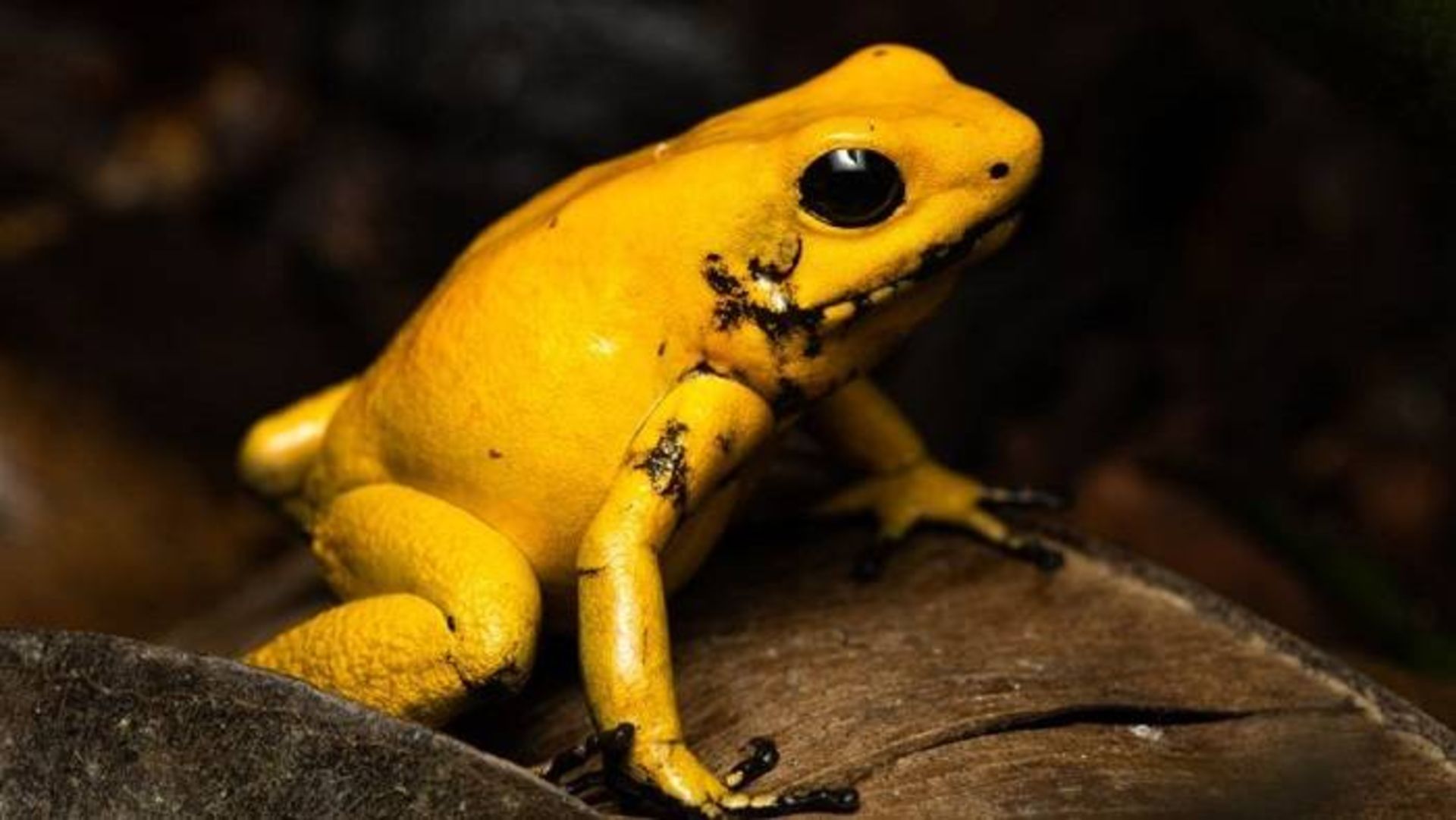 قورباغه زهرآگین طلایی / golden dart frog