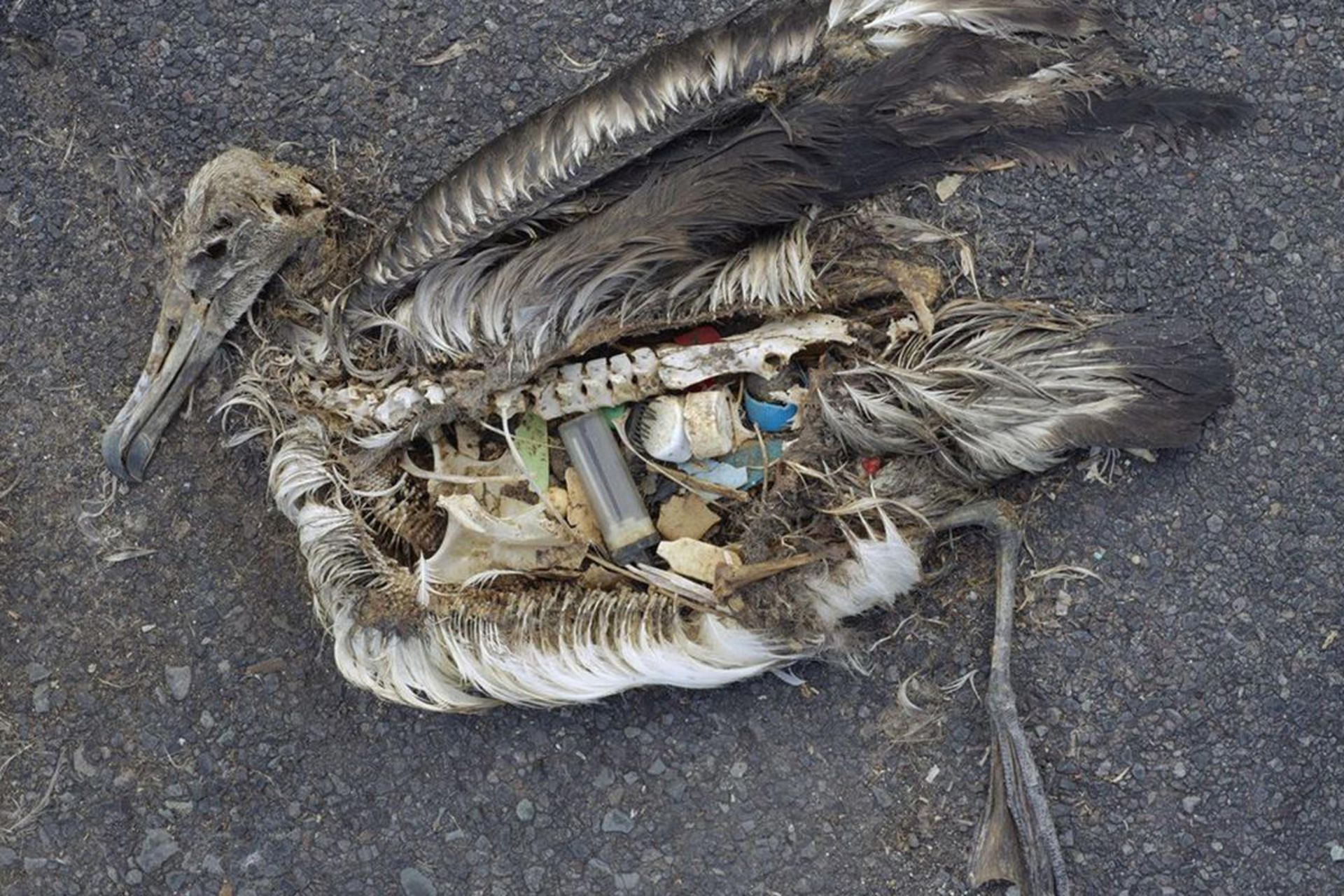 زباله های پلاستیکی در معده مرغ دریایی