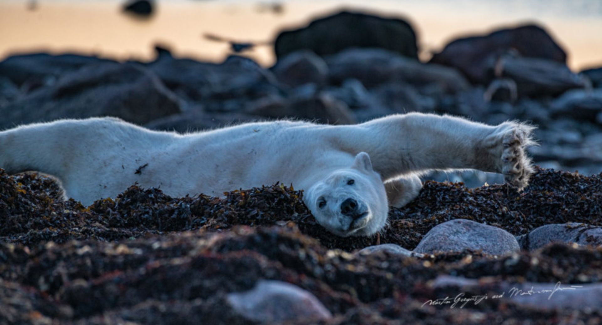 زندگی صمیمی خرس‌های قطبی 