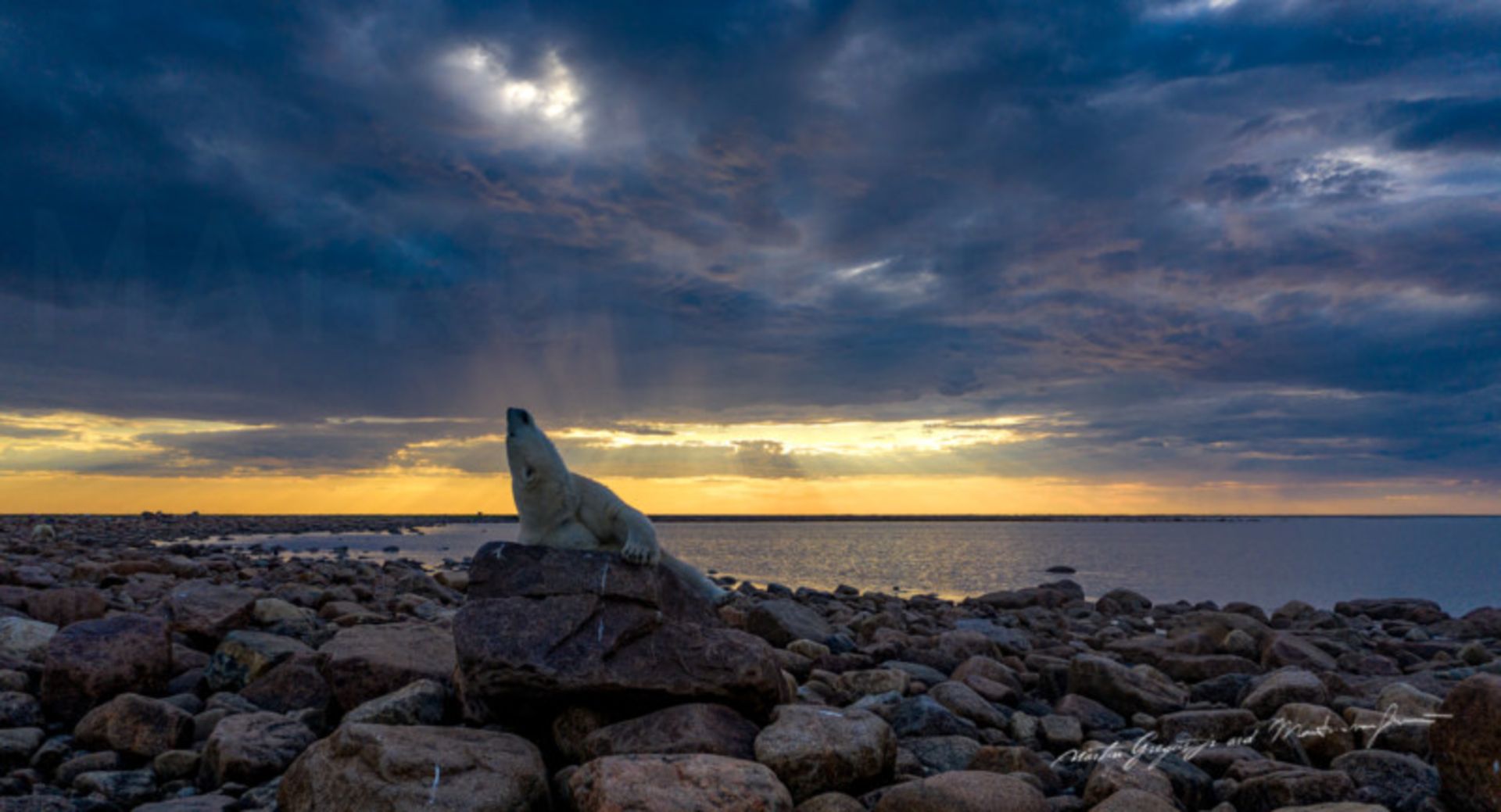 زندگی صمیمی خرس‌های قطبی 