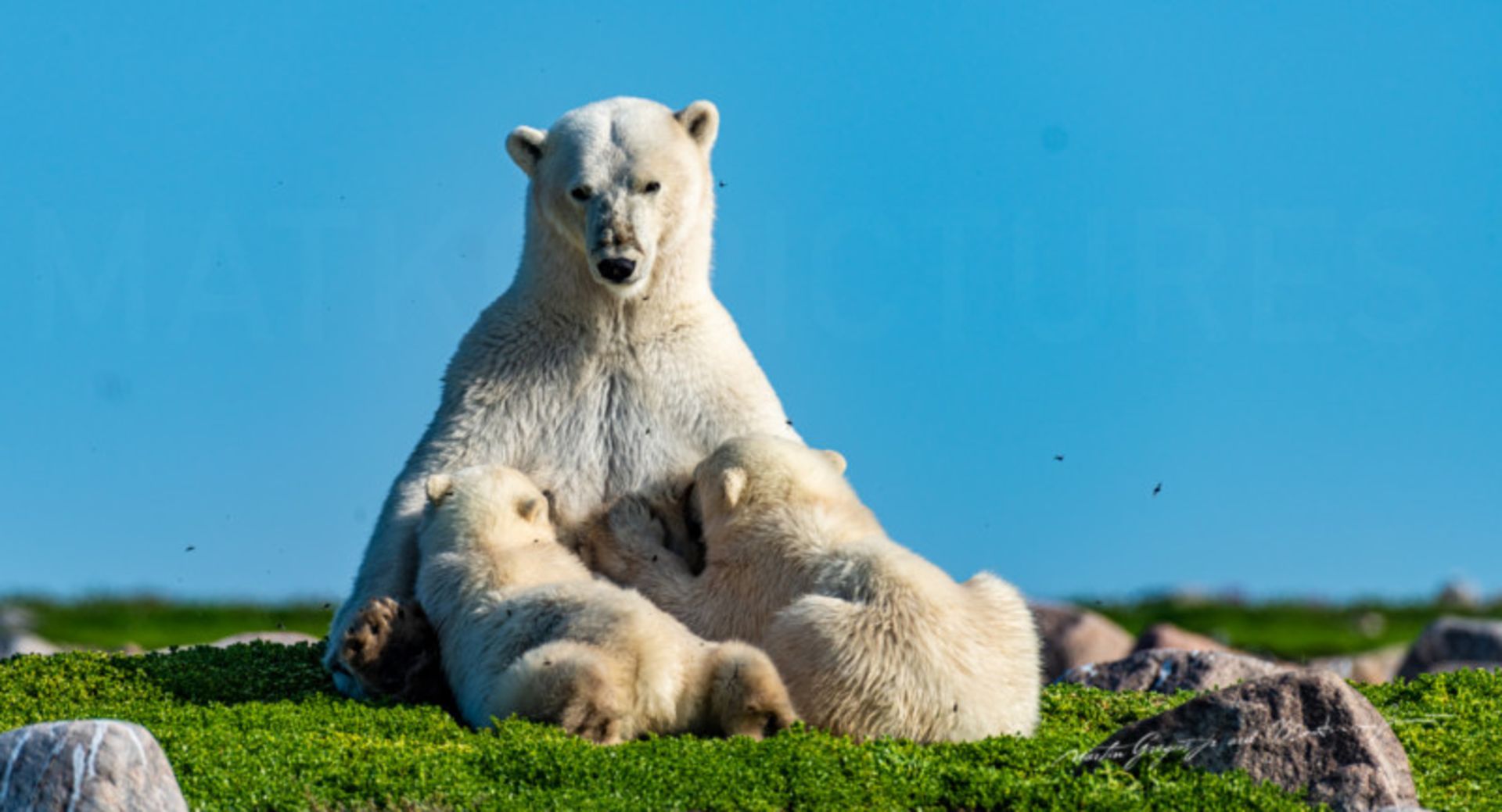 زندگی صمیمی خرس‌های قطبی 
