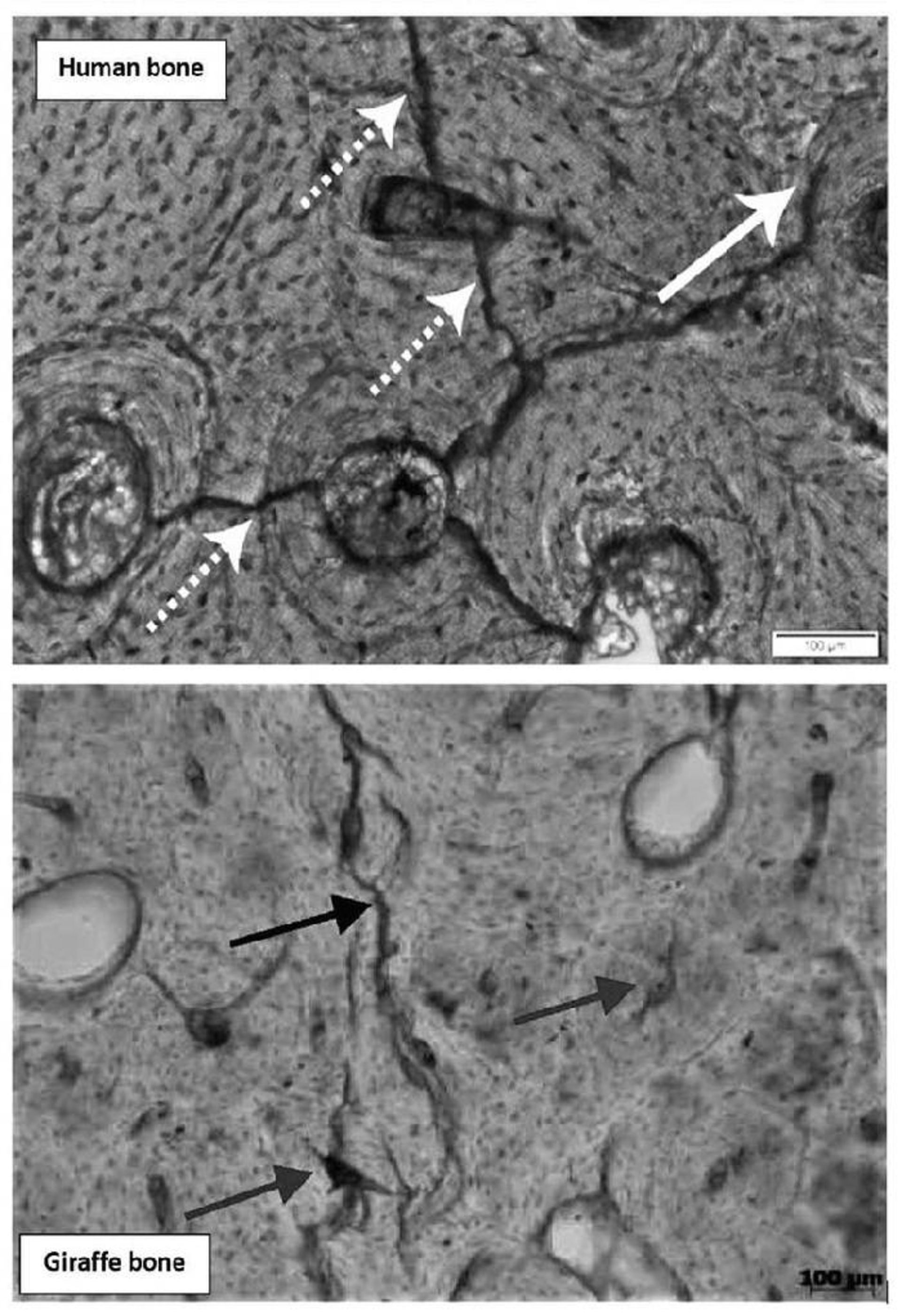 الگوی شکستگی بر اثر جریان الکتریکی و صاعقه