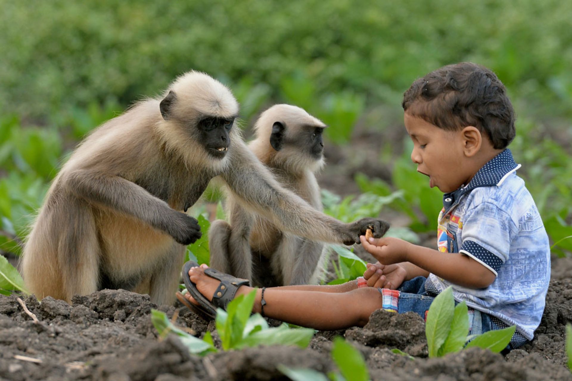 میمون و کودک