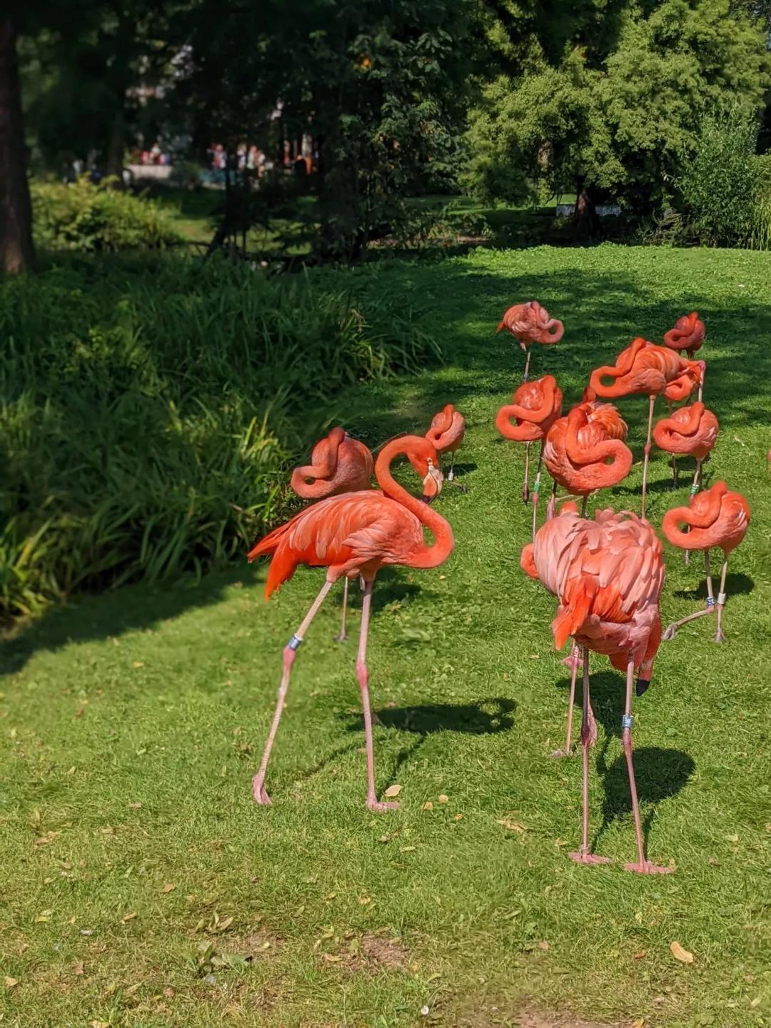 pink-flamingos