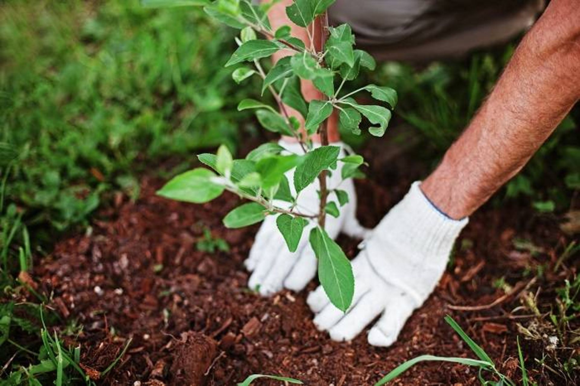 کاشت درخت / planting