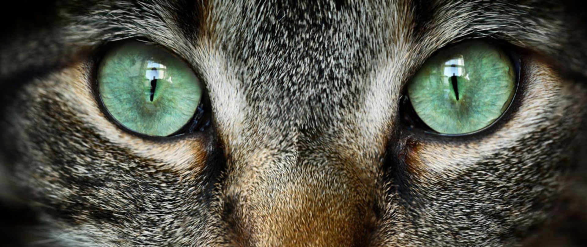 مرجع متخصصين ايران نگاه از چشم گربه