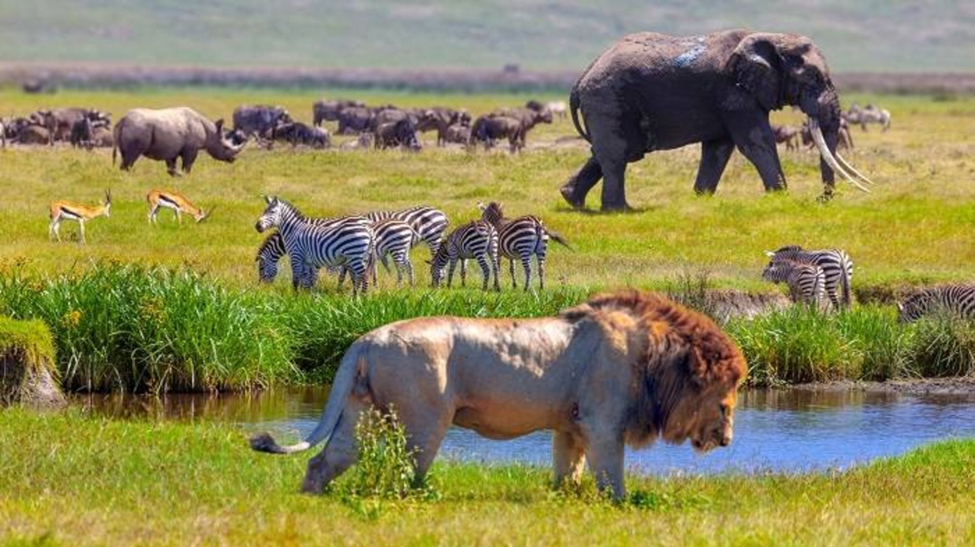 زمین سرنگتی / Serengeti 