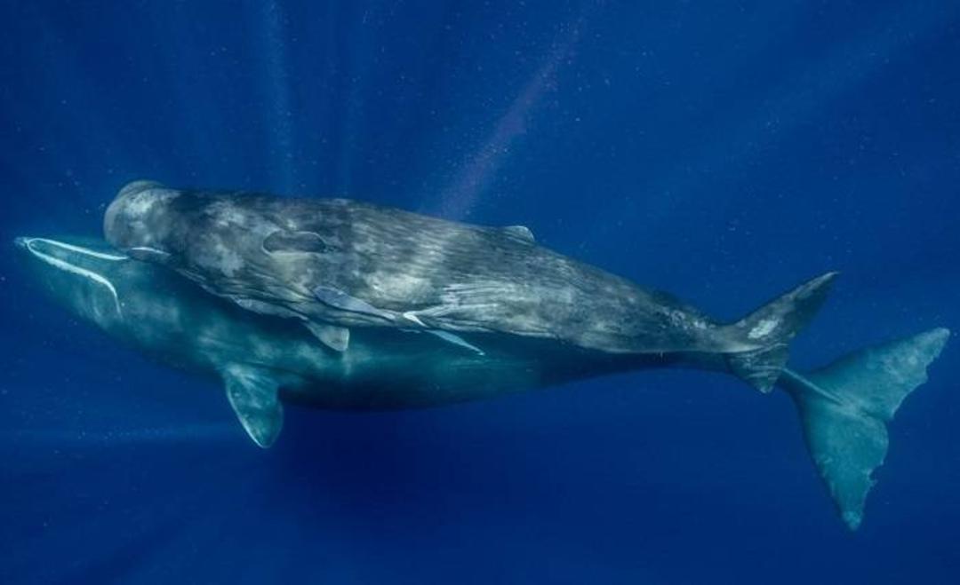 نهنگ مادر و فرزندش / sperm whales