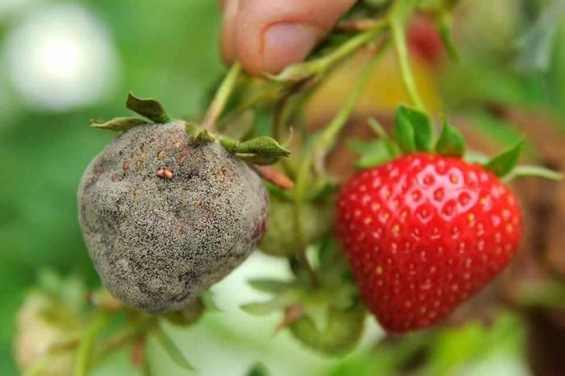 کپک توت فرنگی / strawberries