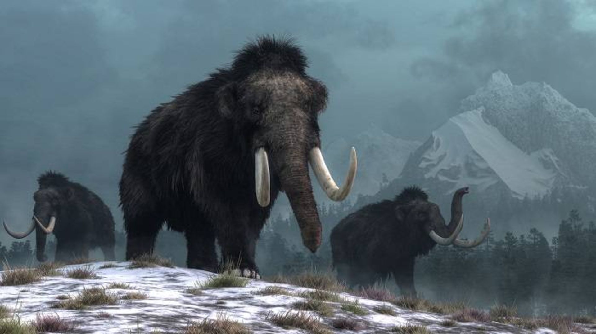 ماموت‌های پشمالو / woolly mammoths