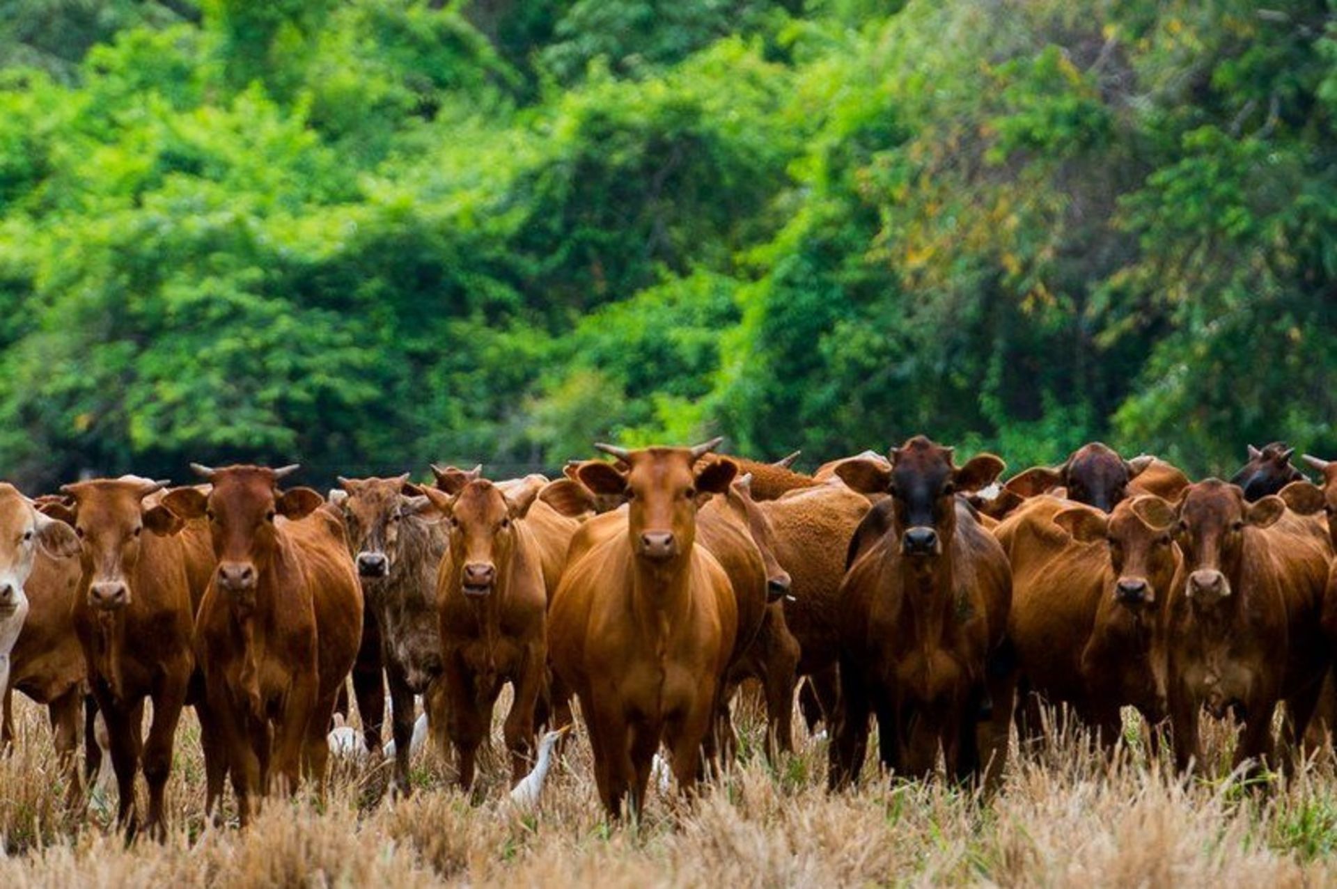 جنگل‌زدایی