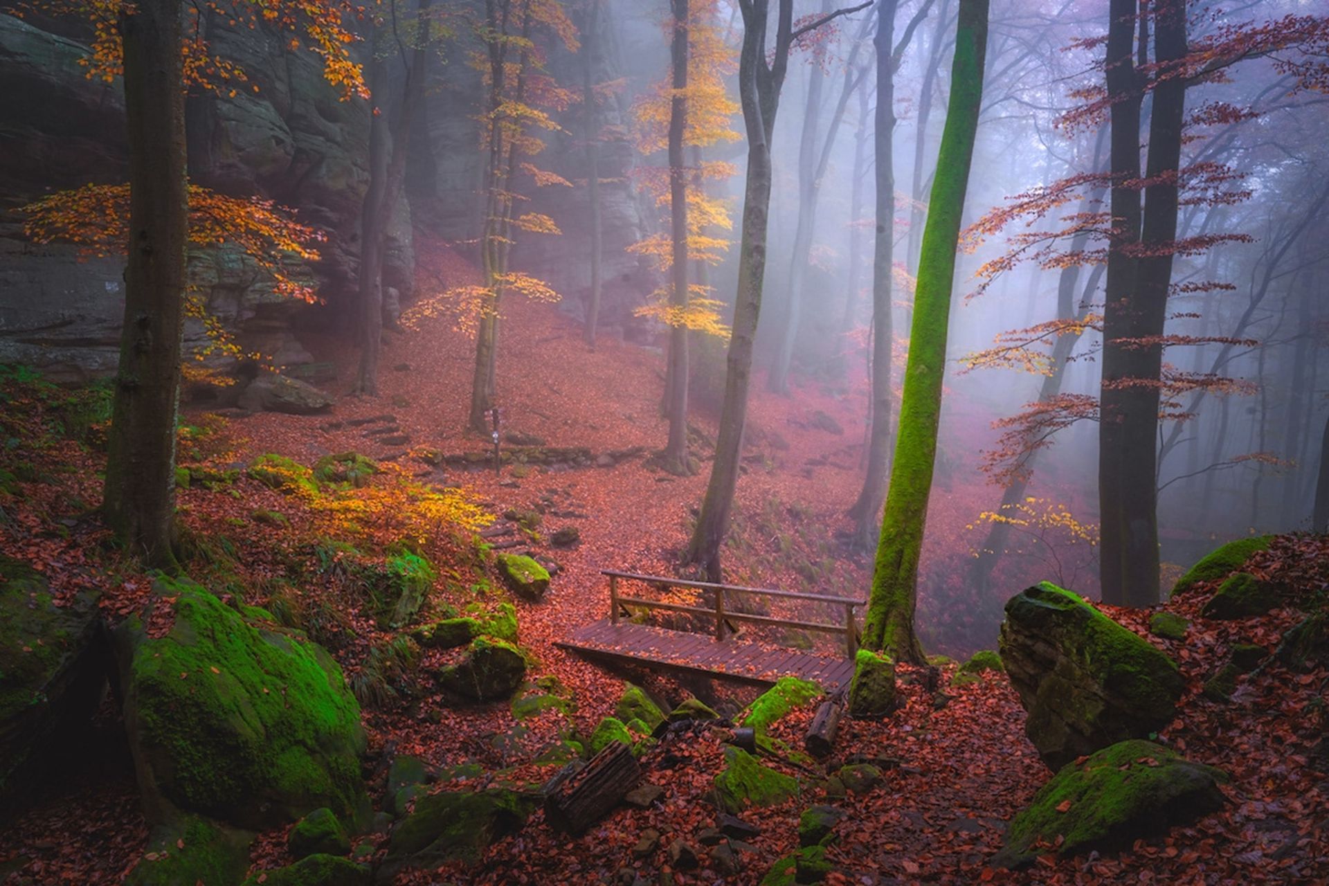 جنگل‌های مه‌آلود / آلبرت دروس