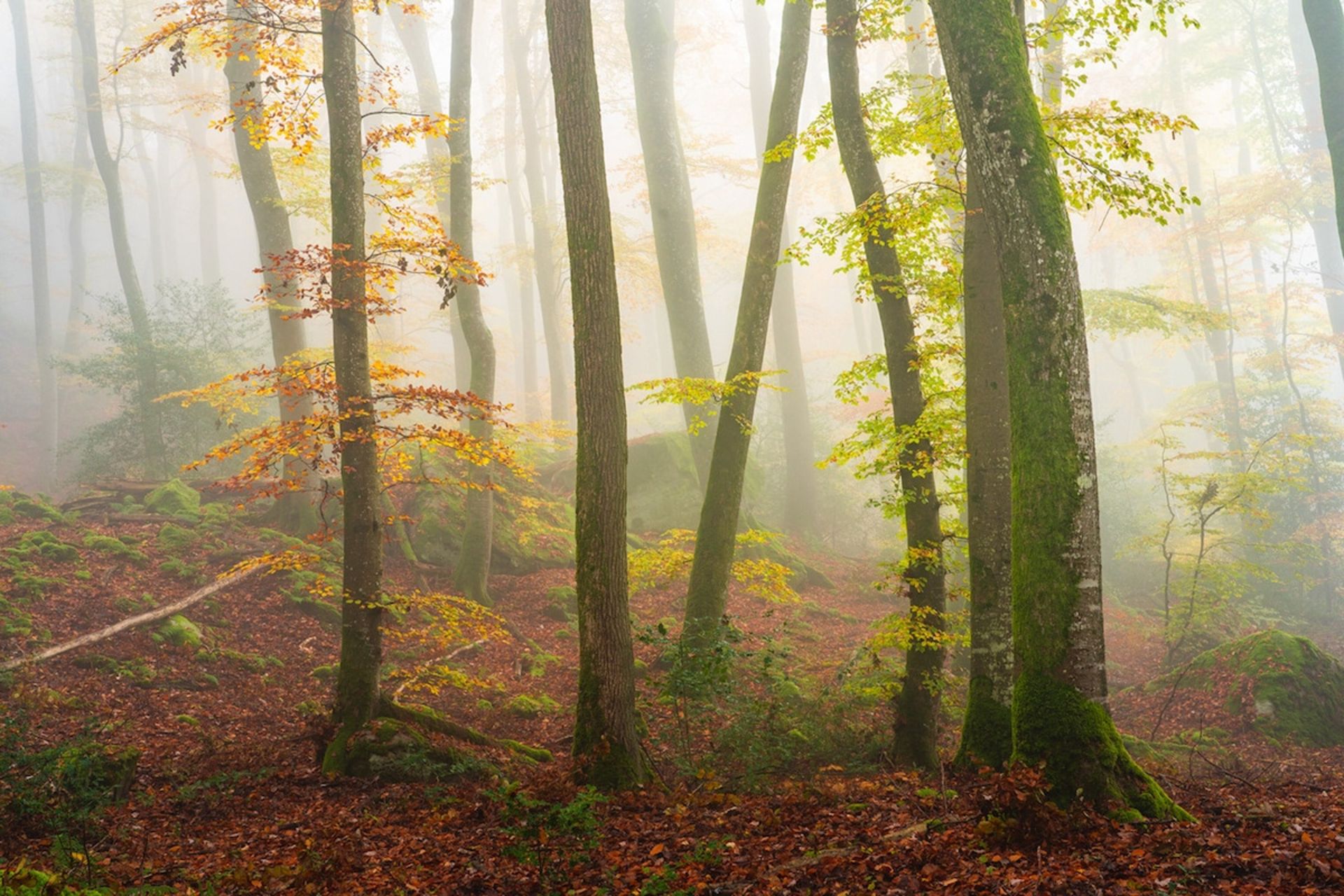 جنگل‌های مه‌آلود / آلبرت دروس