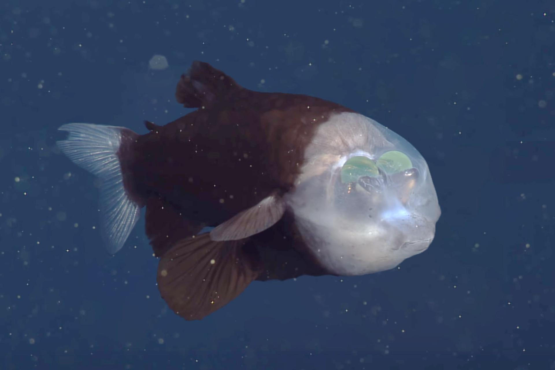 تصاویر جدید از ماهی عجیبی از اعماق دریا که از درون پیشانی جهان را می‌بیند