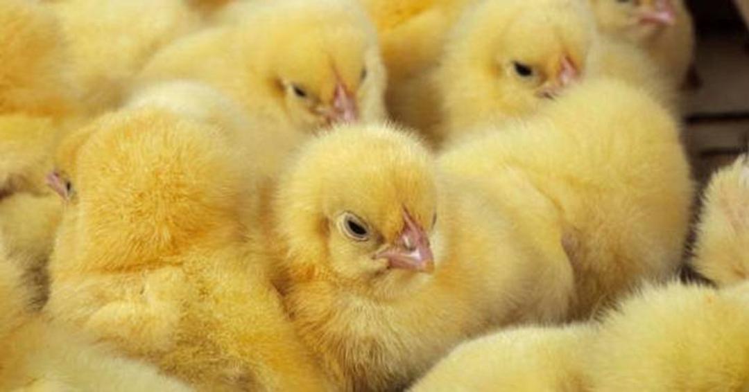جوجه / chick