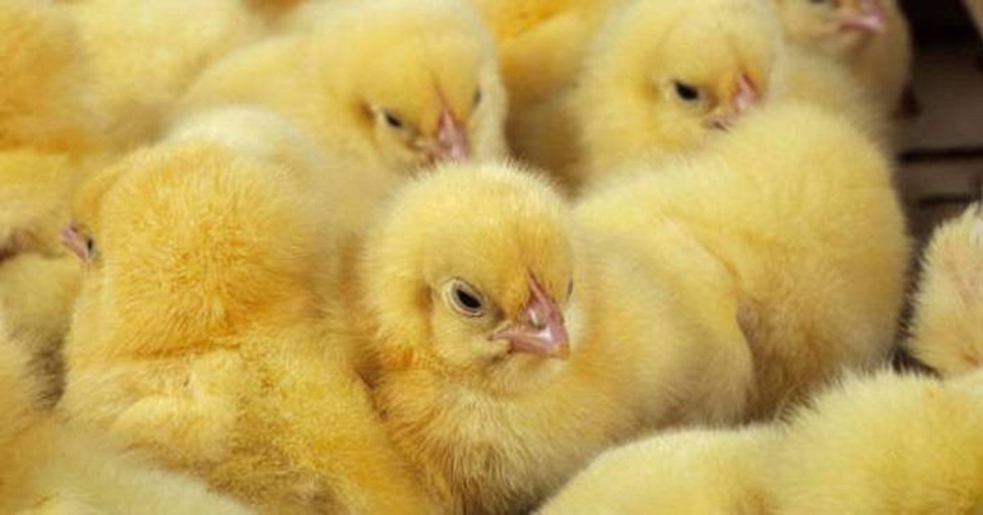 جوجه / chick