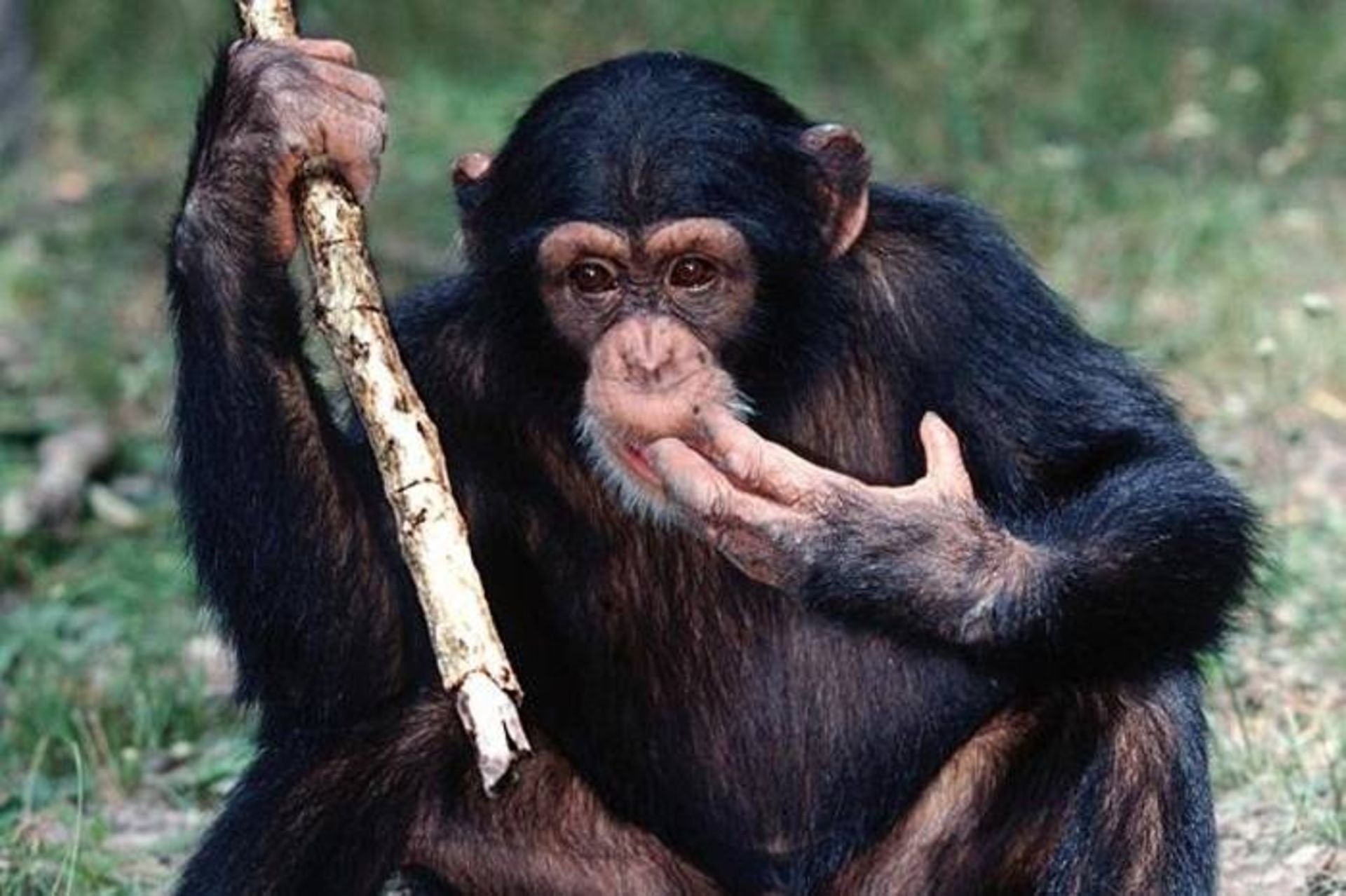 شامپانزه / Chimpanzee