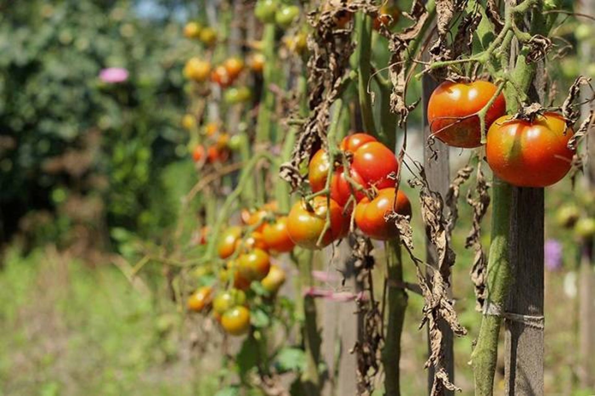 تاثیر مخرب تغییرات اقلیمی بر گیاه گوجه فرنگی / climate change 