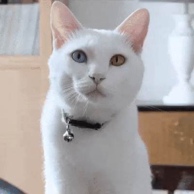 زیرنویس توییتر