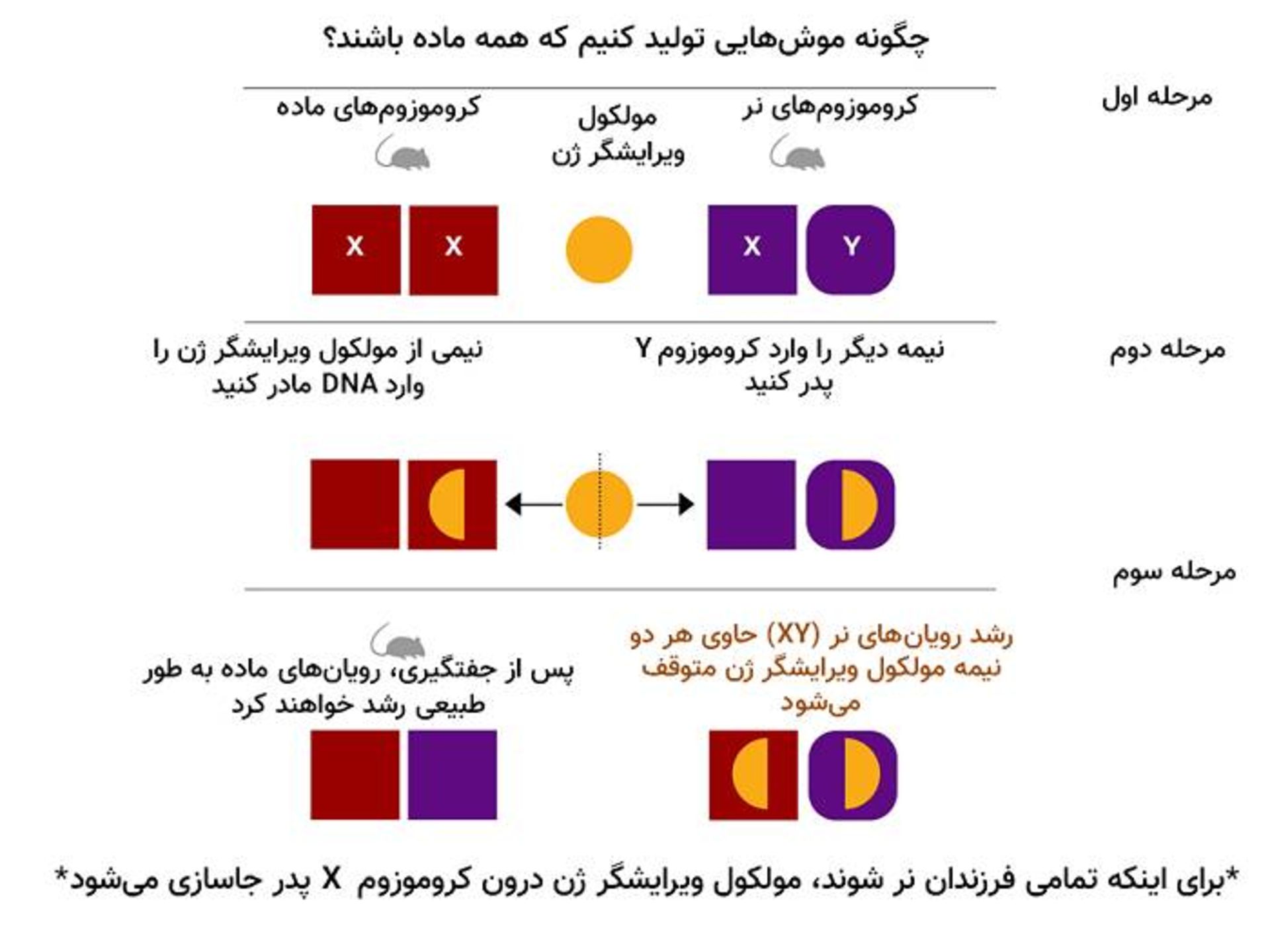 انتخاب جنسیت به روش ویرایش ژنتیکی / Gene edited sex selection 