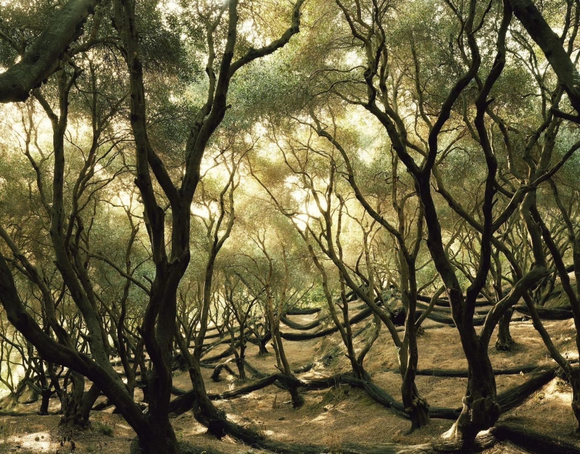 عکاسی مناظر / فلیکس اودل