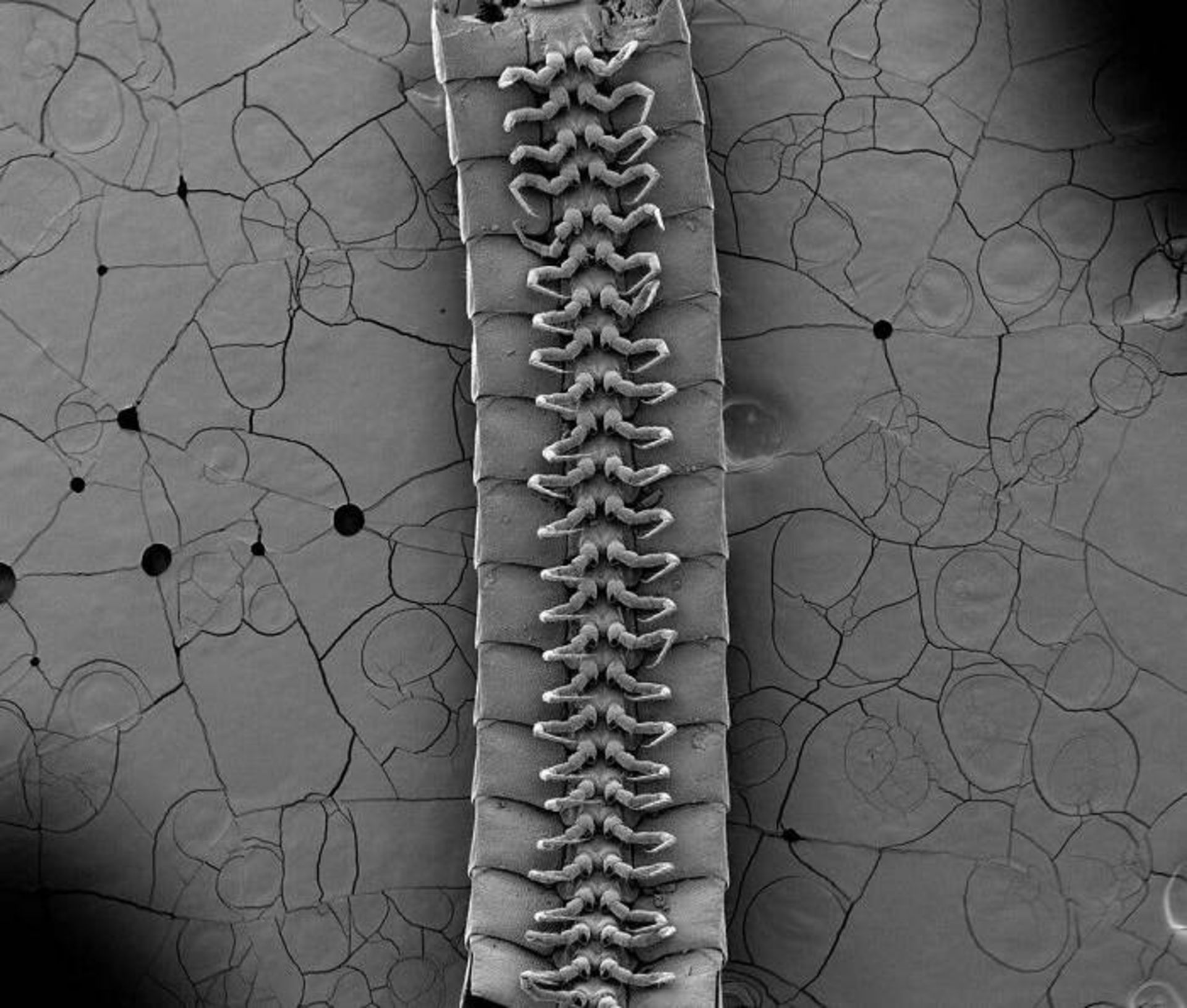 هزارپا یومیلیپس پرسفون / Eumillipes persephone