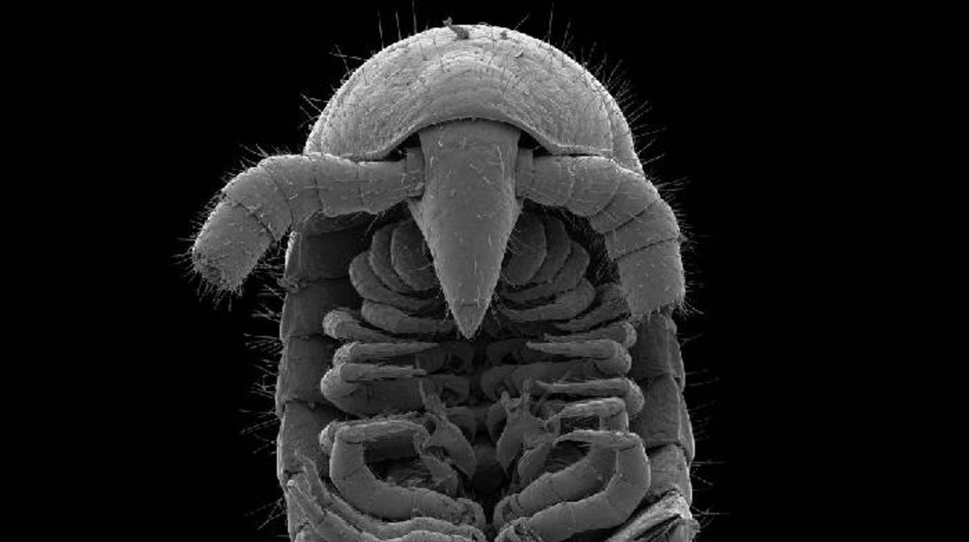 هزار پای گونه یومیلیپس پرسفون / millipede