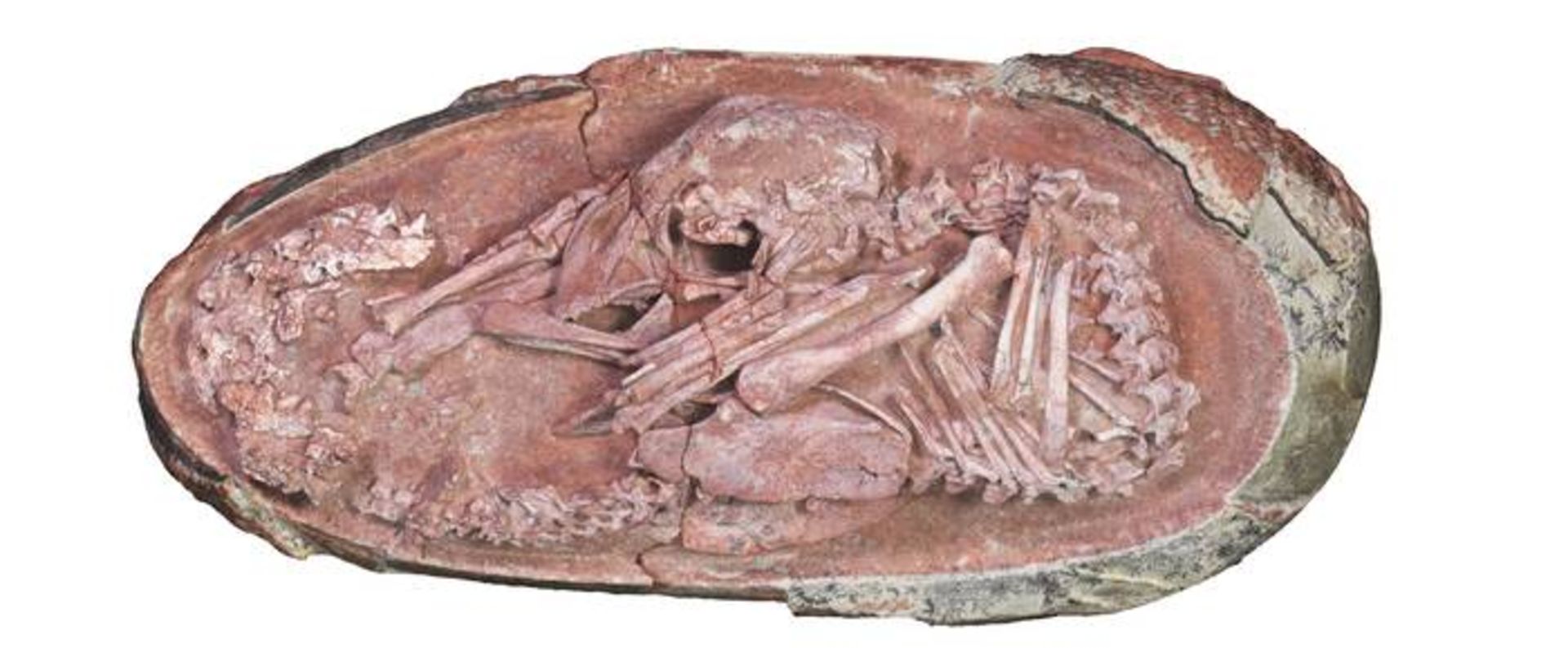 فسیل جنین دایناسور / oviraptorosaur embryo