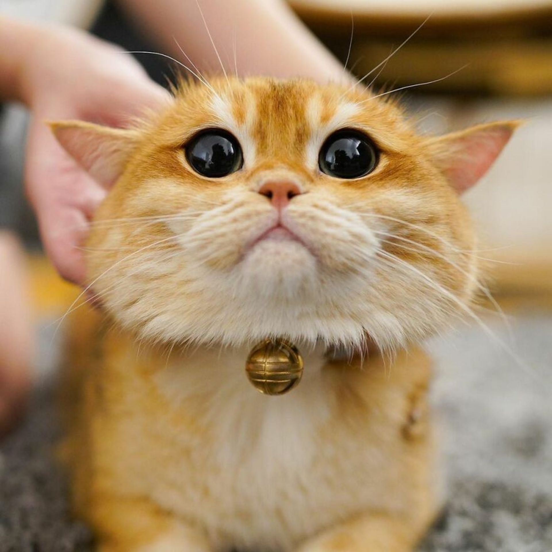 پیسکو / گربه چکمه‌پوش