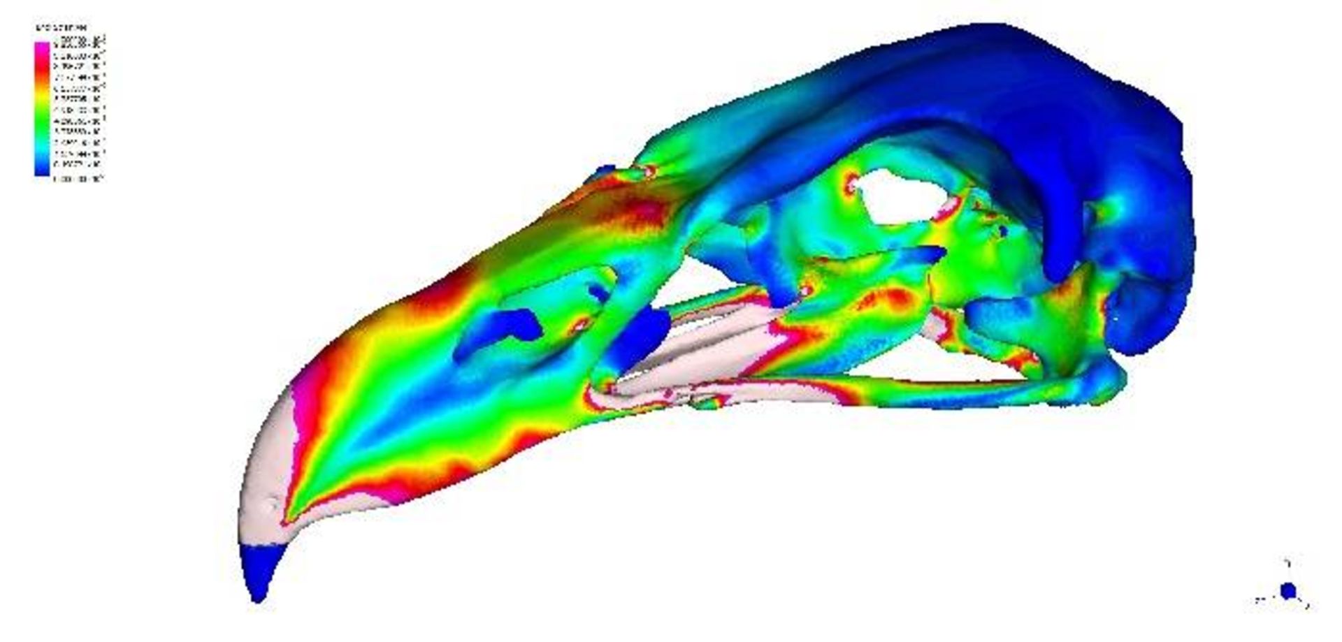 مدل‌ دیجیتال جمجمه عقاب / digital models 