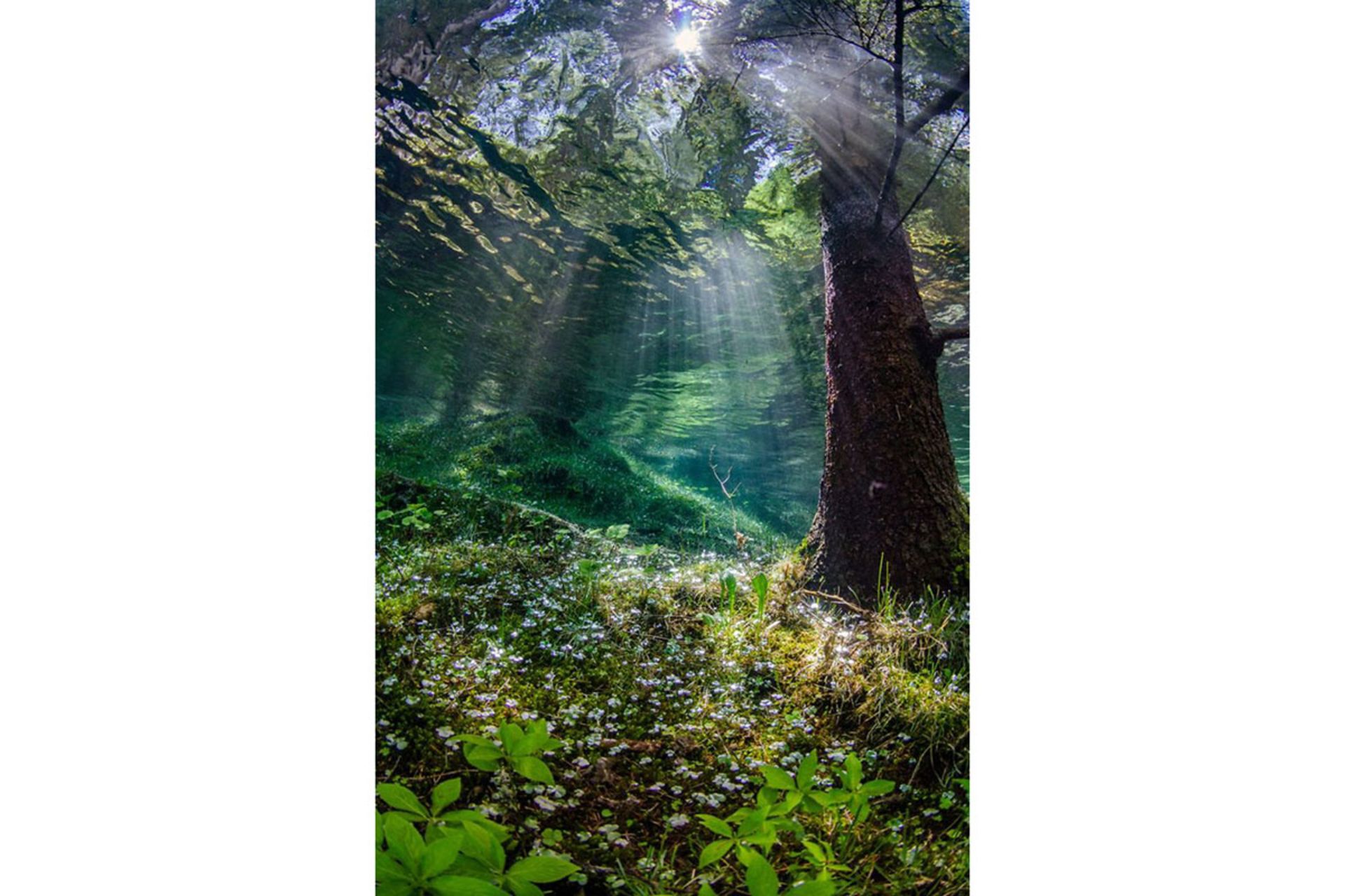 برندگان مسابقه عکسبرداری زیر آب