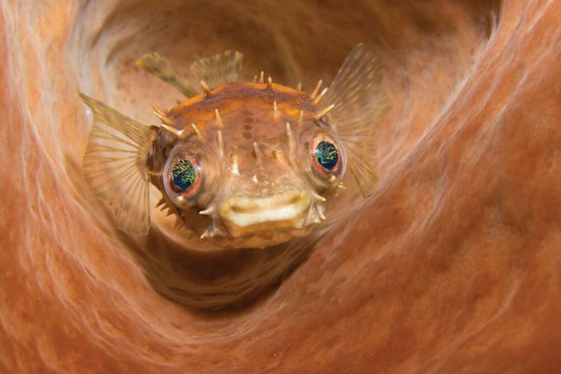 برنده مسابقه عکاسی زیر آب