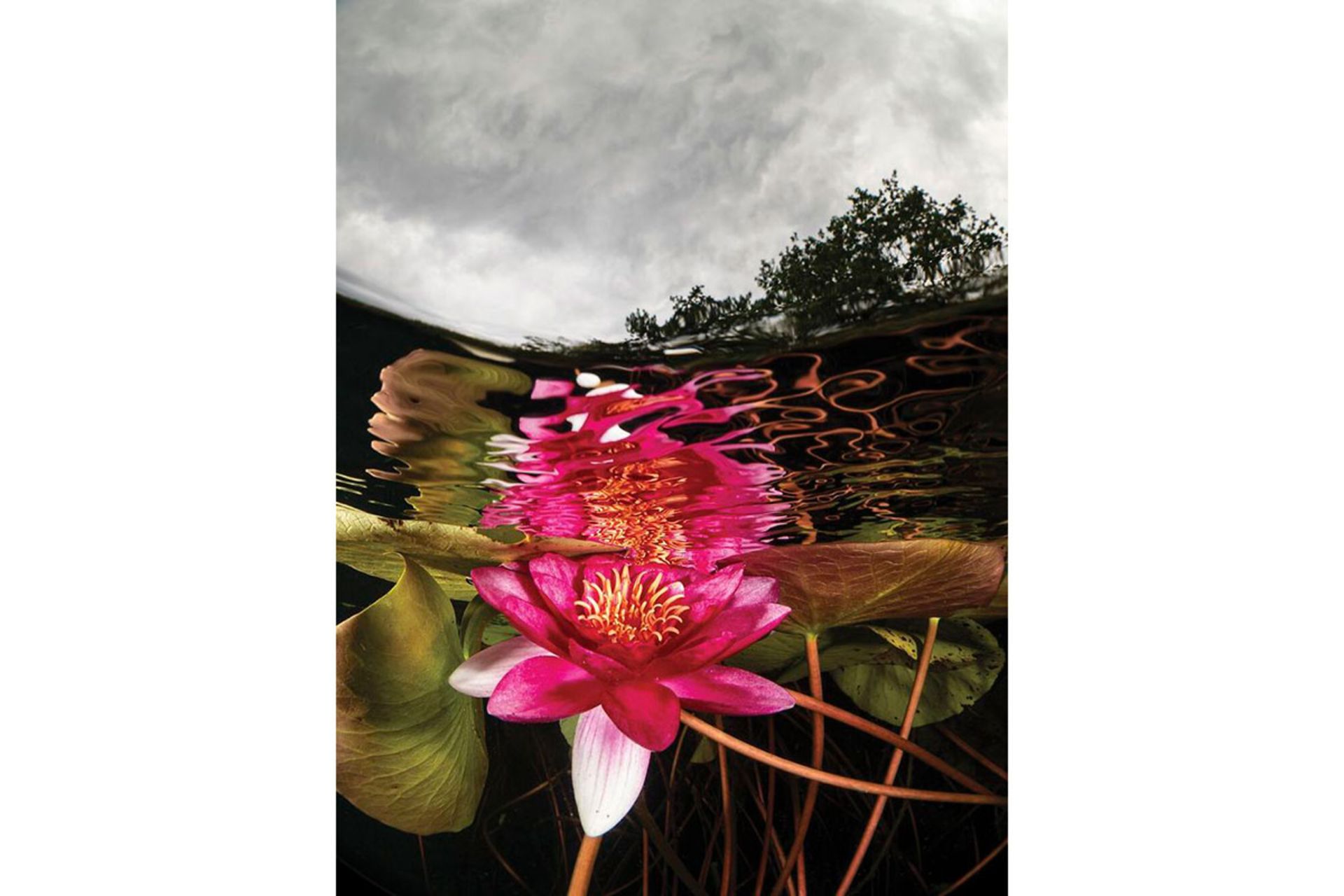 برندگان مسابقه عکسبرداری زیر آب