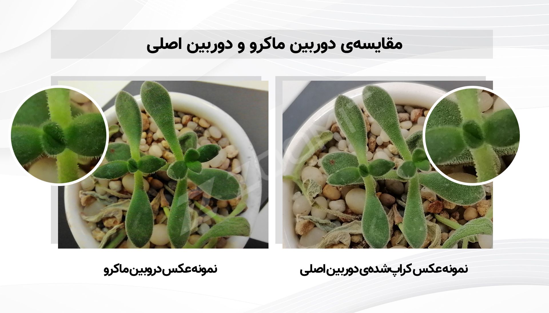 مقایسه دوربین ماکرو و دوربین اصلی Y7a هواوی