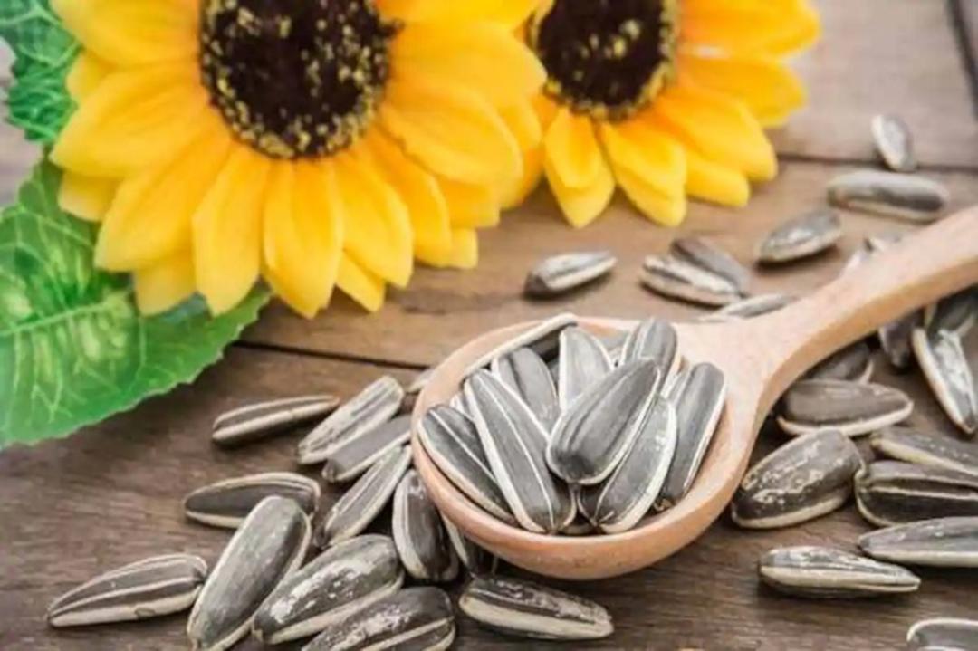دانه‌های آفتابگردان در قاشق چوبی