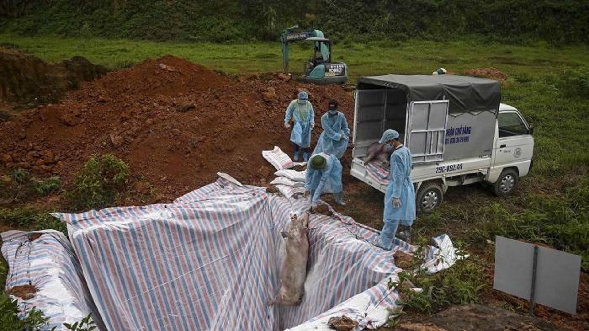 تب خوکی آفریقایی / African Swine Fever