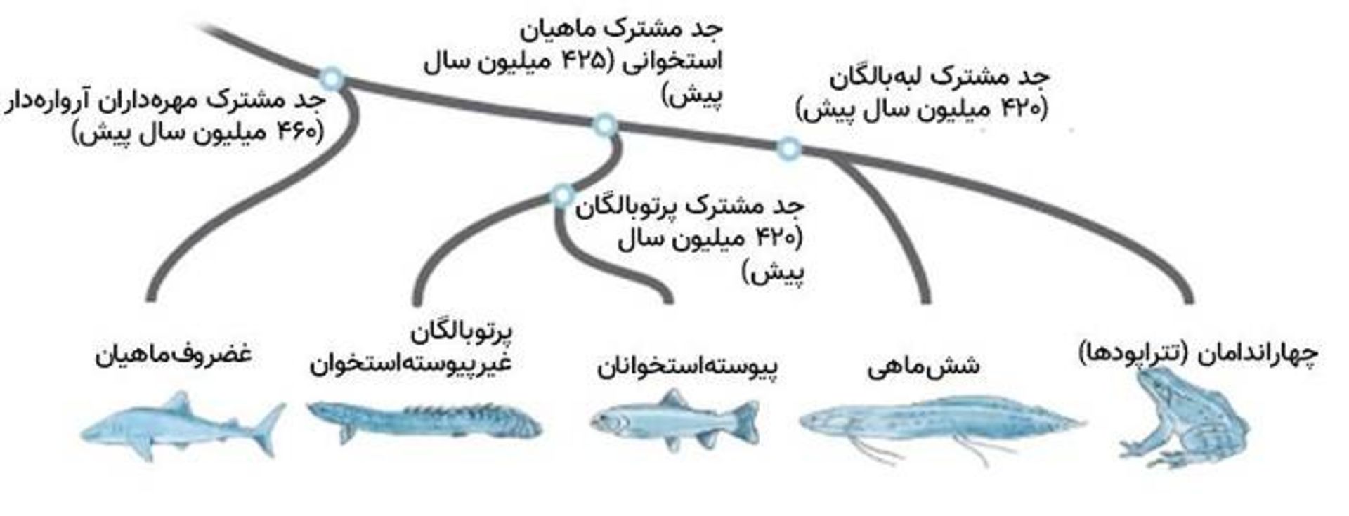 تکامل ماهی ها /  evolution of fishes