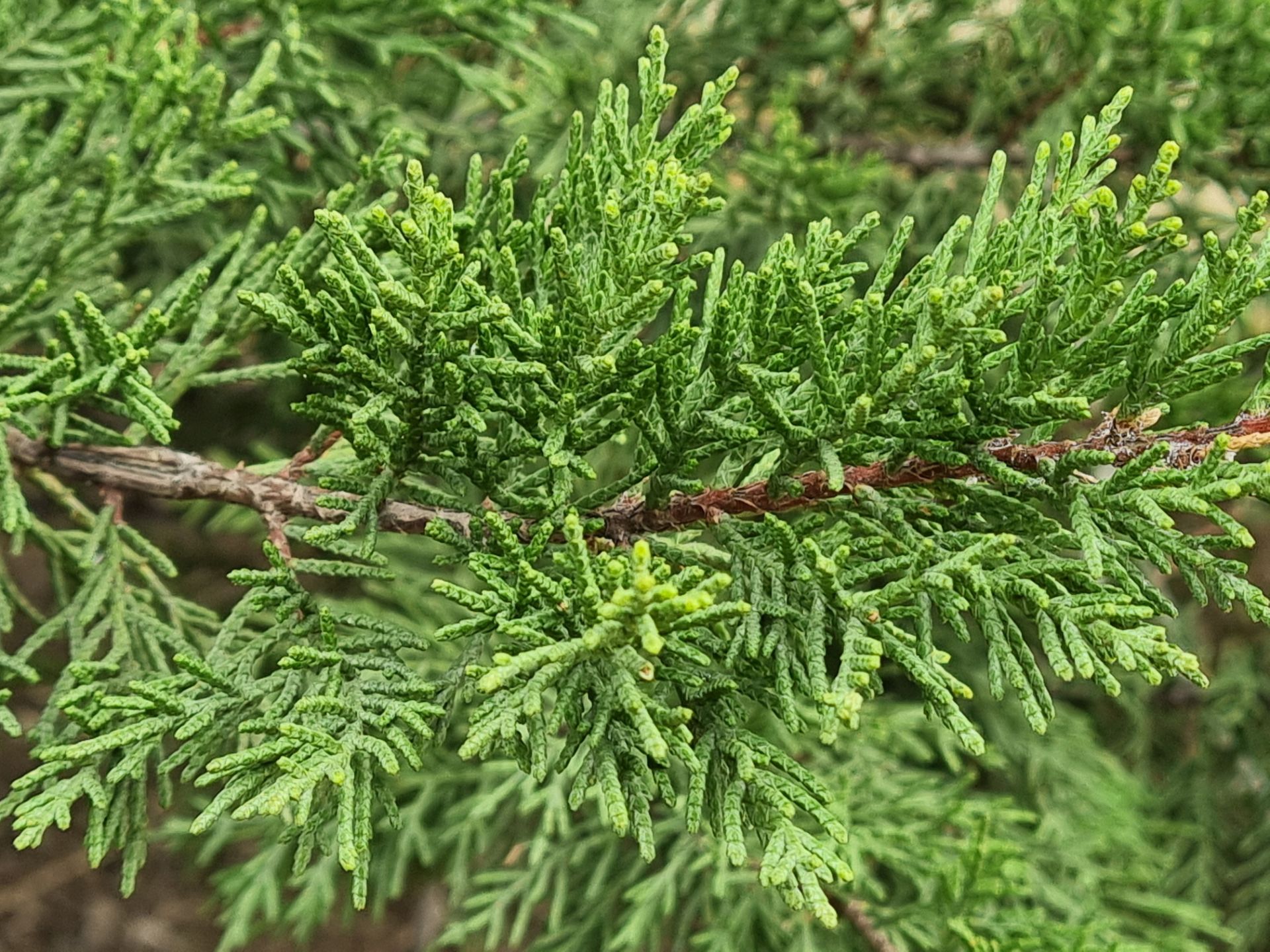 نمونه عکس دوربین اصلی گلکسی S21 در روز - درخت کاج از نزدیک