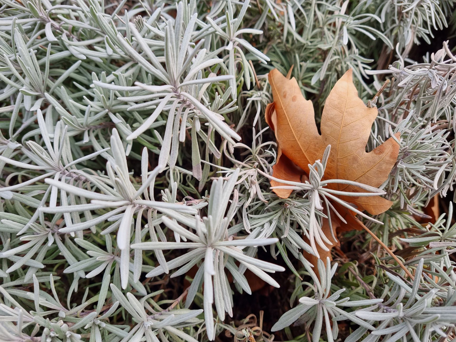 نمونه عکس دوربین اصلی گلکسی S21 در روز - برگ درخت