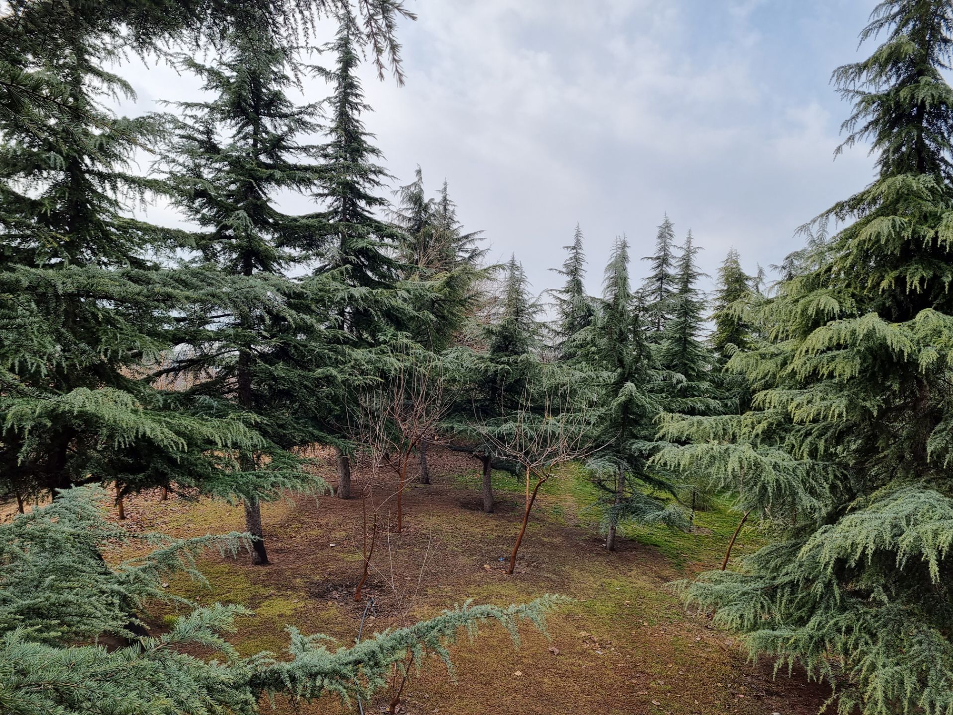 نمونه عکس دوربین اصلی گلکسی S21 در روز - درختان کاج