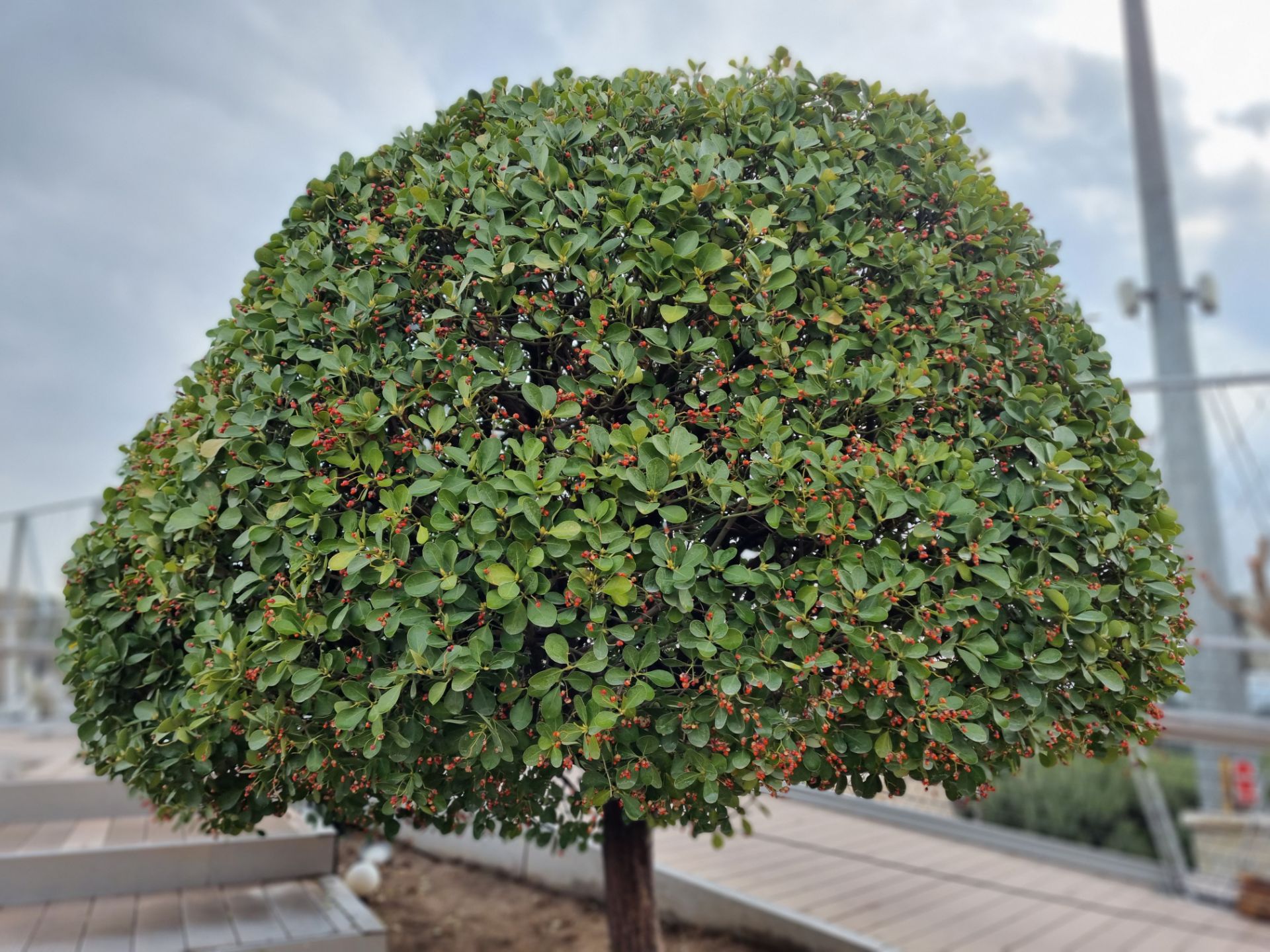 نمونه عکس پرتره گلکسی S21 - درخت در پارک