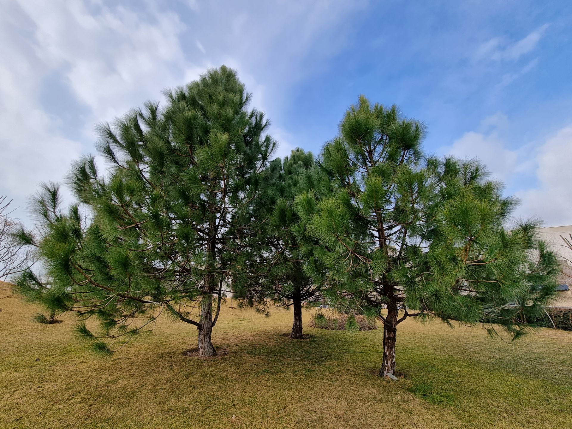 نمونه عکس دوربین اولتراواید گلکسی S21 در روز - دو درخت کاج