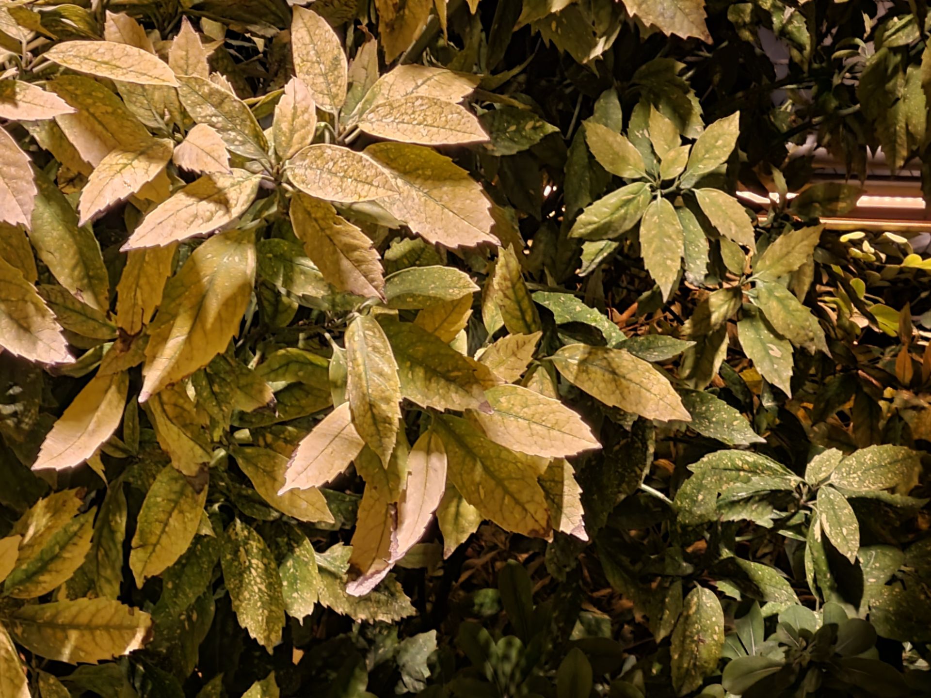 نمونه عکس دوربین زوم گلکسی S21 در شب - شاخ و برگ درختان