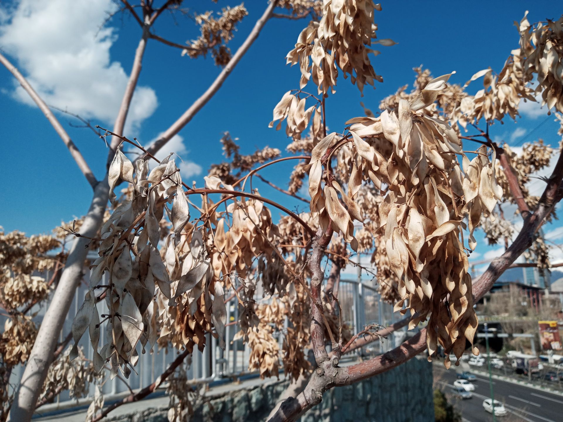 نمونه عکس دوربین اصلی ال جی K41S در روز - برگ های خشک شده درختان در زمستان