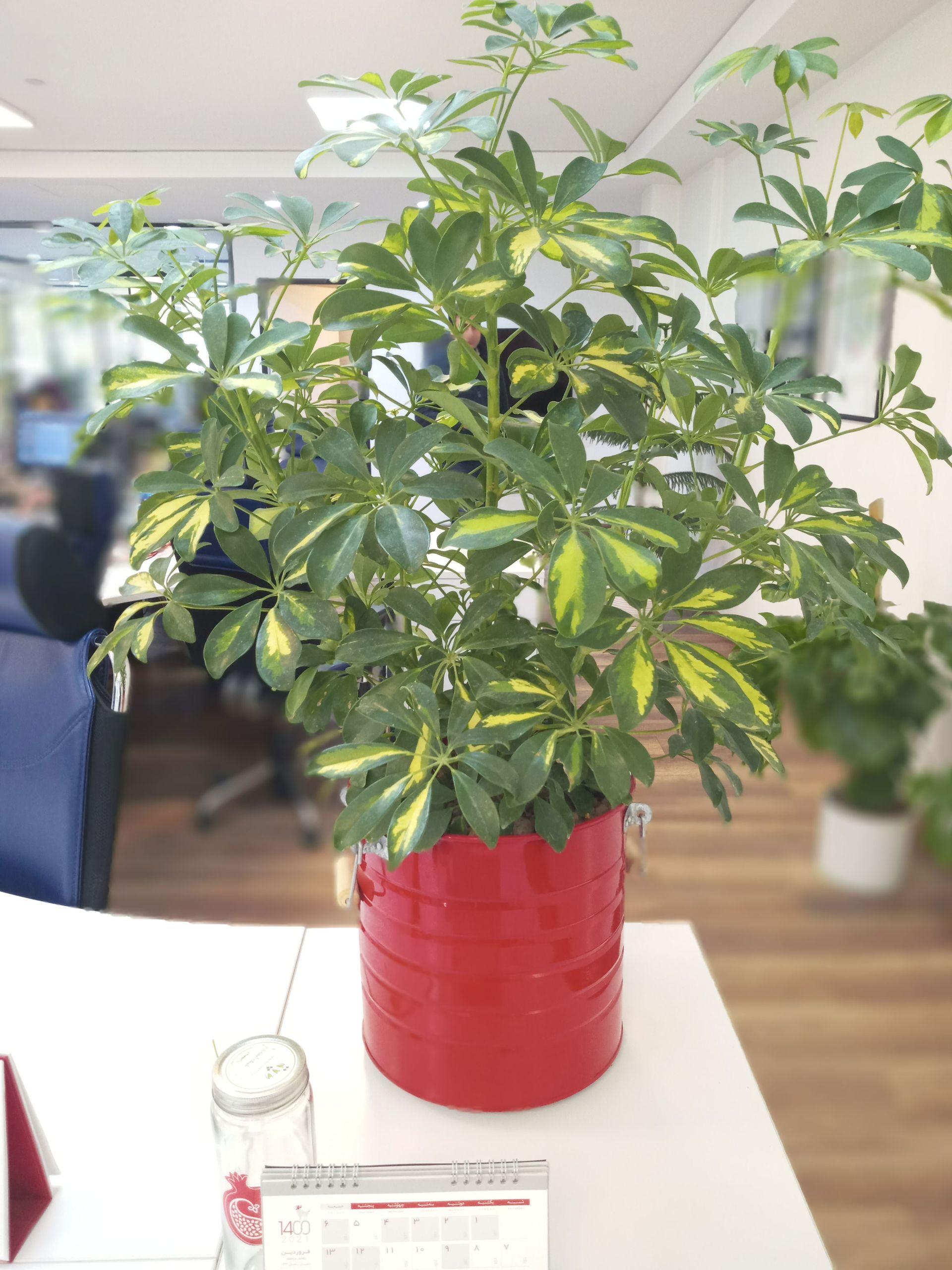 نمونه عکس دوربین پرتره ال جی K41S - گلدان