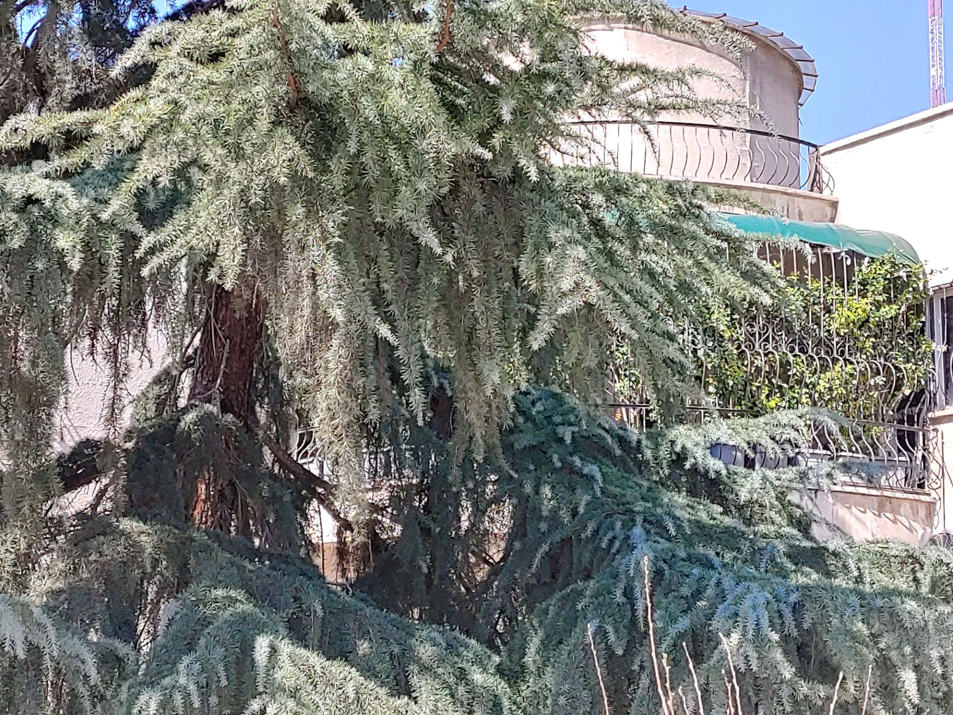 عکس نمونه دوربین واید ال جی ولوت در طول روز - درخت پارک آب و آتش