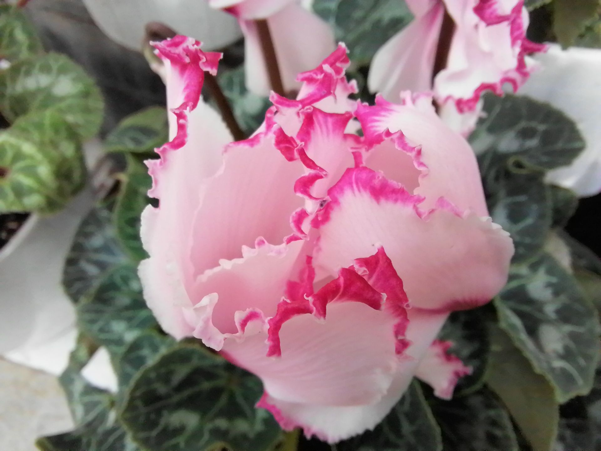 نمونه عکس ثبت شده توسط دوربین ماکرو Y7a هواوی - گل بگونیا