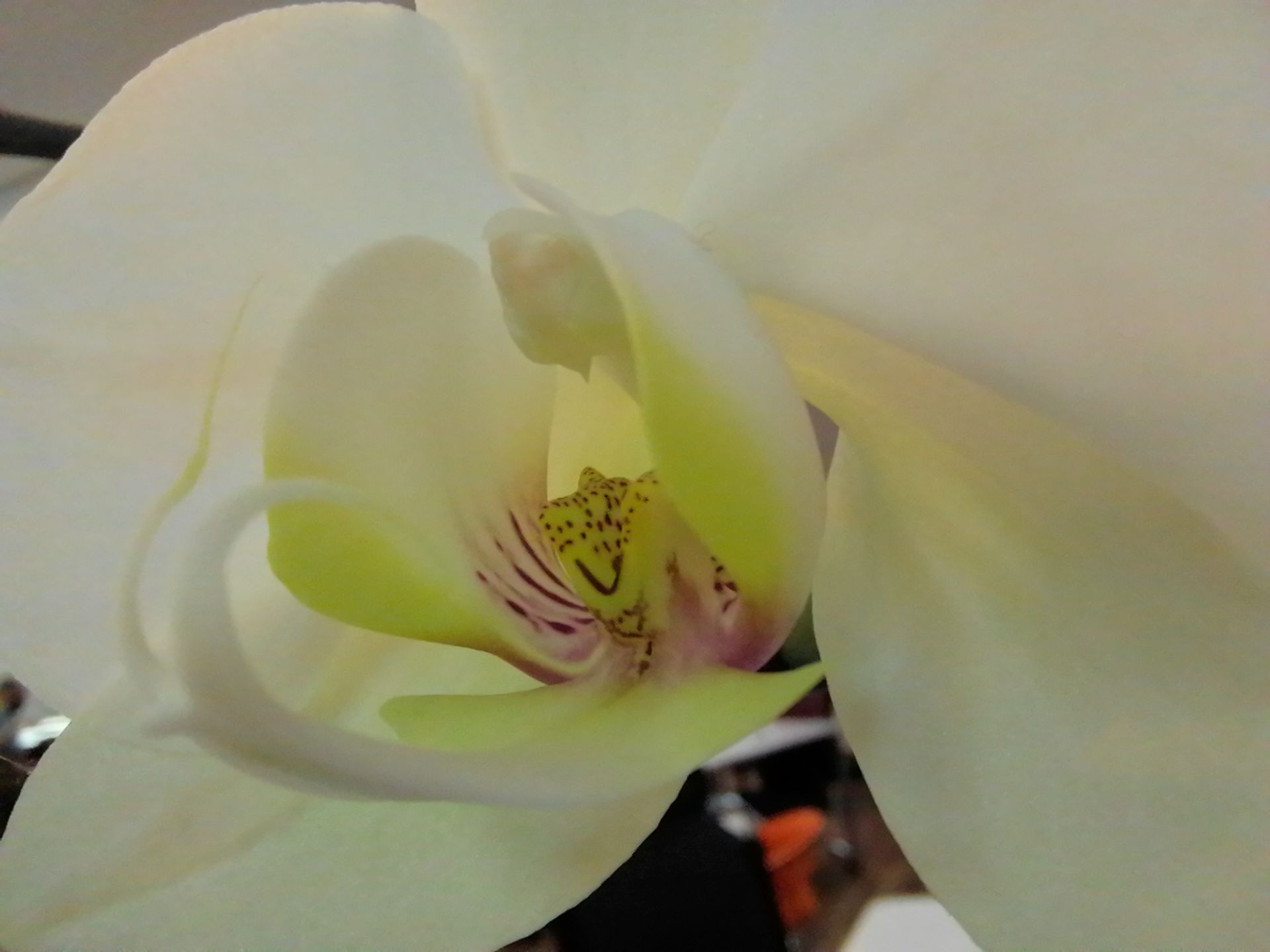 نمونه عکس ثبت شده توسط دوربین ماکرو - گل ارکیده