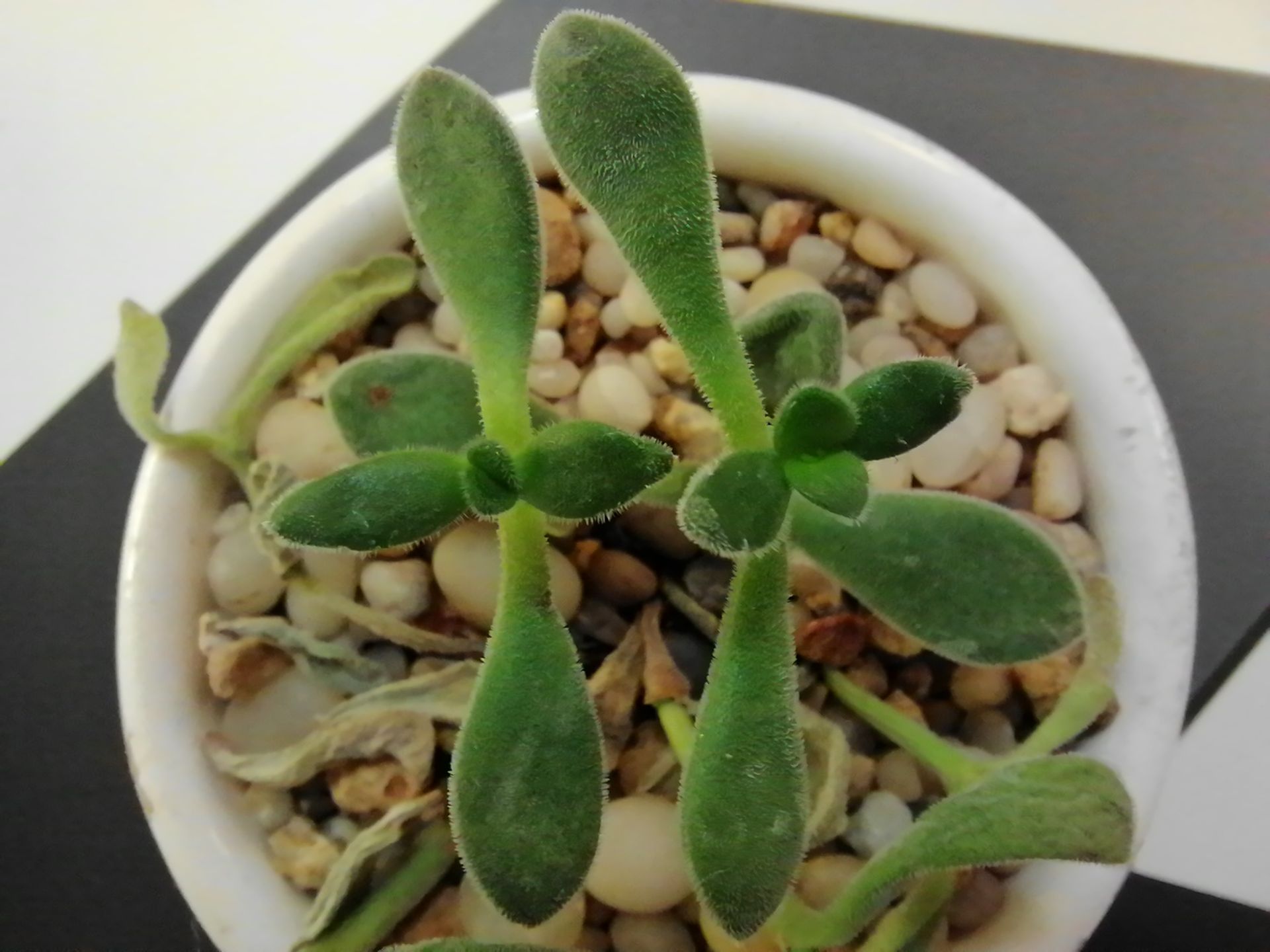 نمونه عکس ثبت شده توسط دوربین ماکرو Y7a هواوی - گیاه یشم